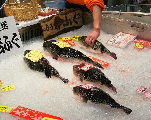 Fugu Fish at Market. Source: Janne Moren