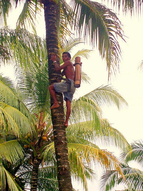 Swift Filipino Guy. Source: Richard Parker