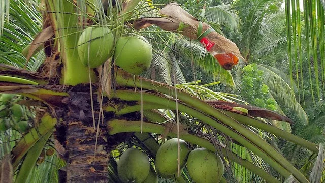 What You Should Know About This Exotic Drink, Tuba