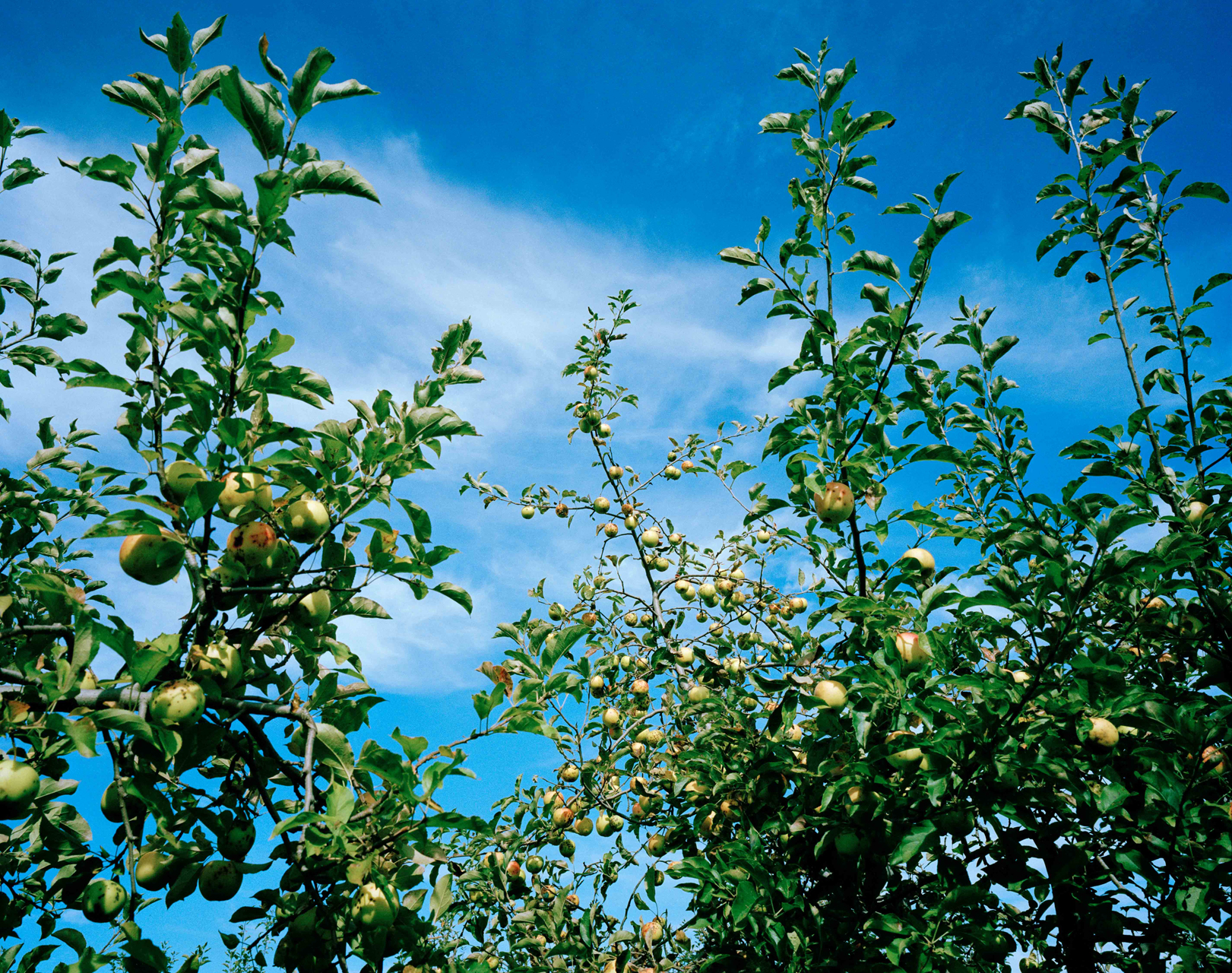 LotsOfApplesInSky.jpg