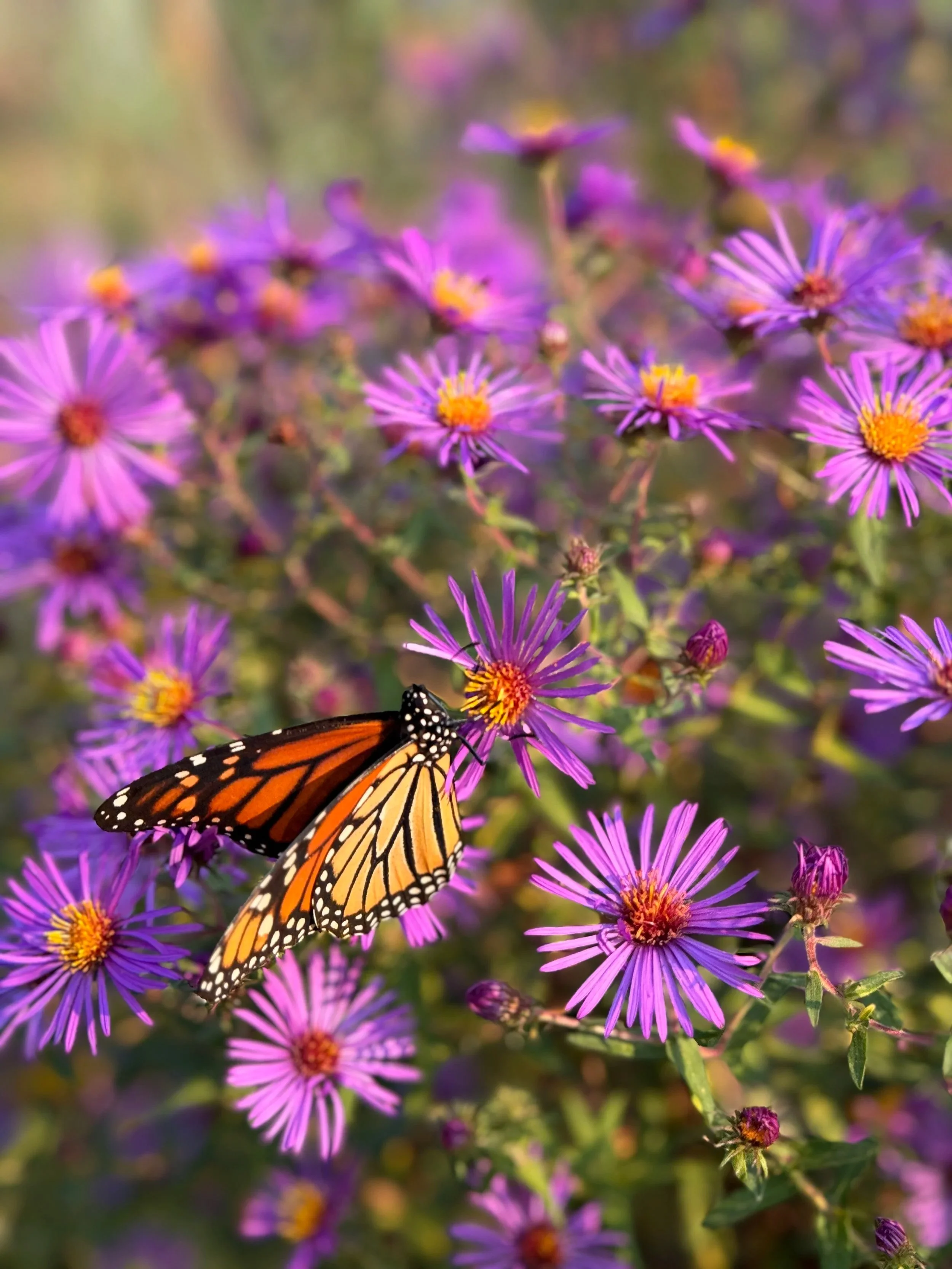 What is Sustainable Landscaping?