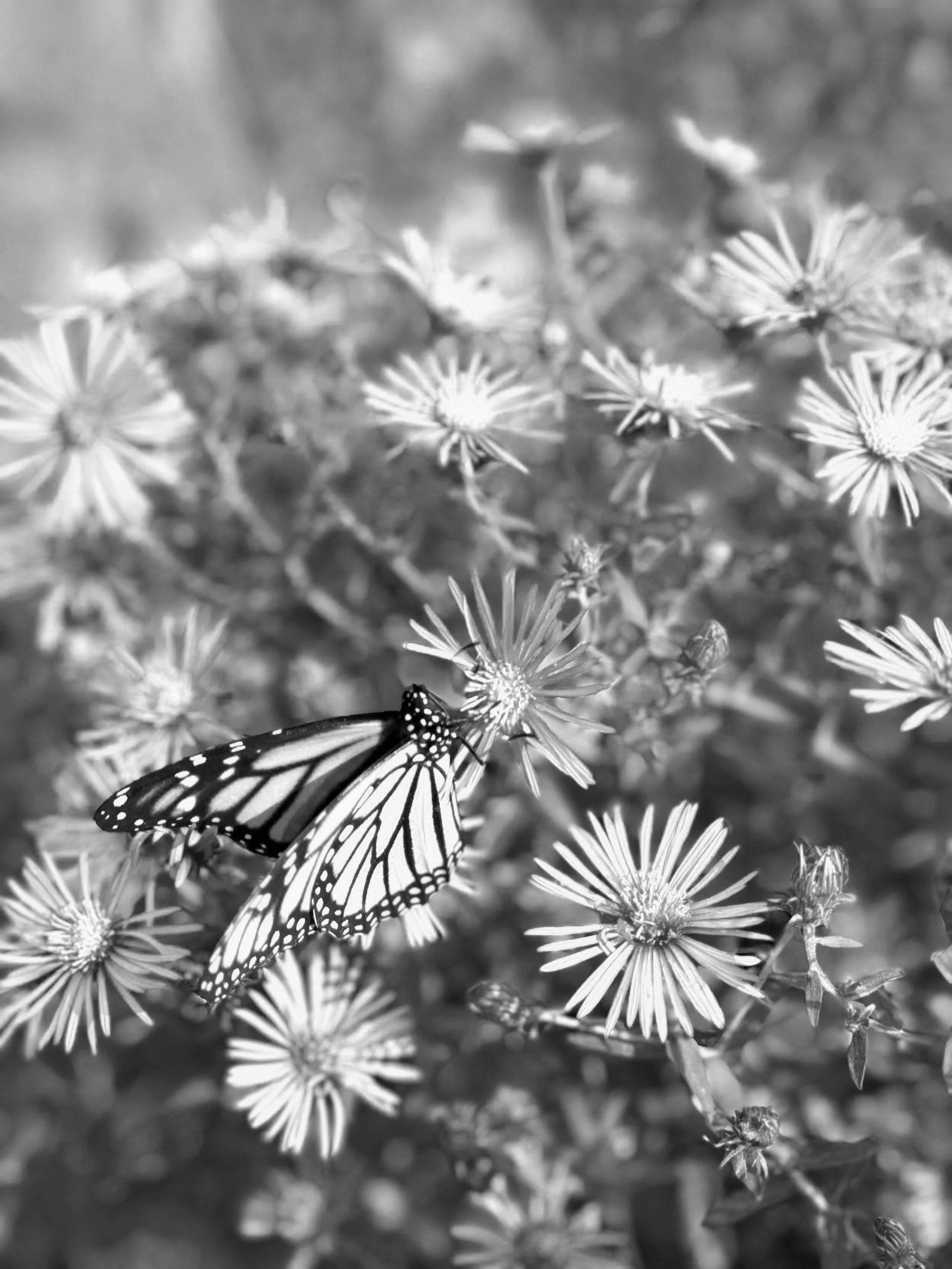 What is Sustainable Landscaping?