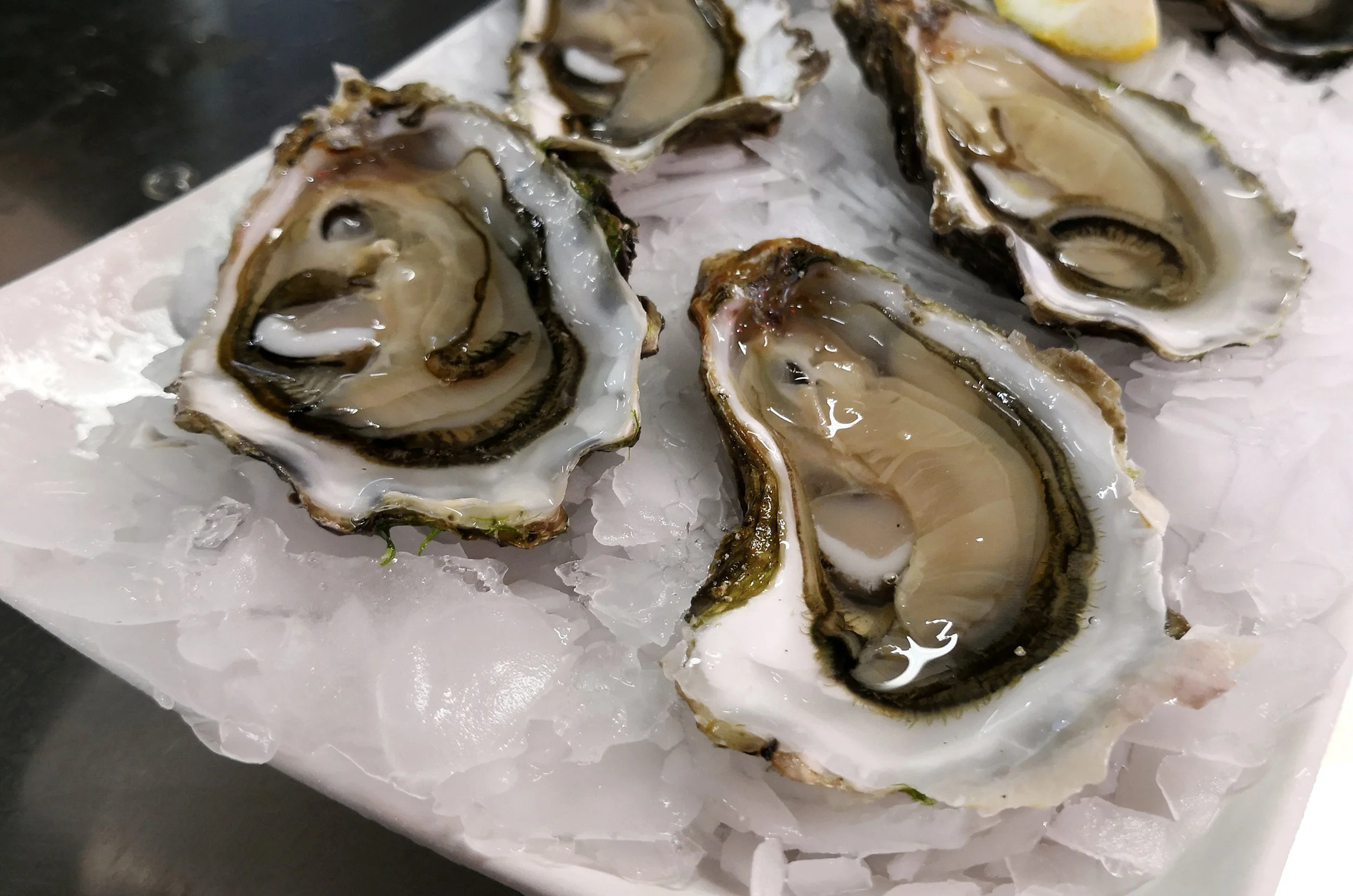oyster.jpg