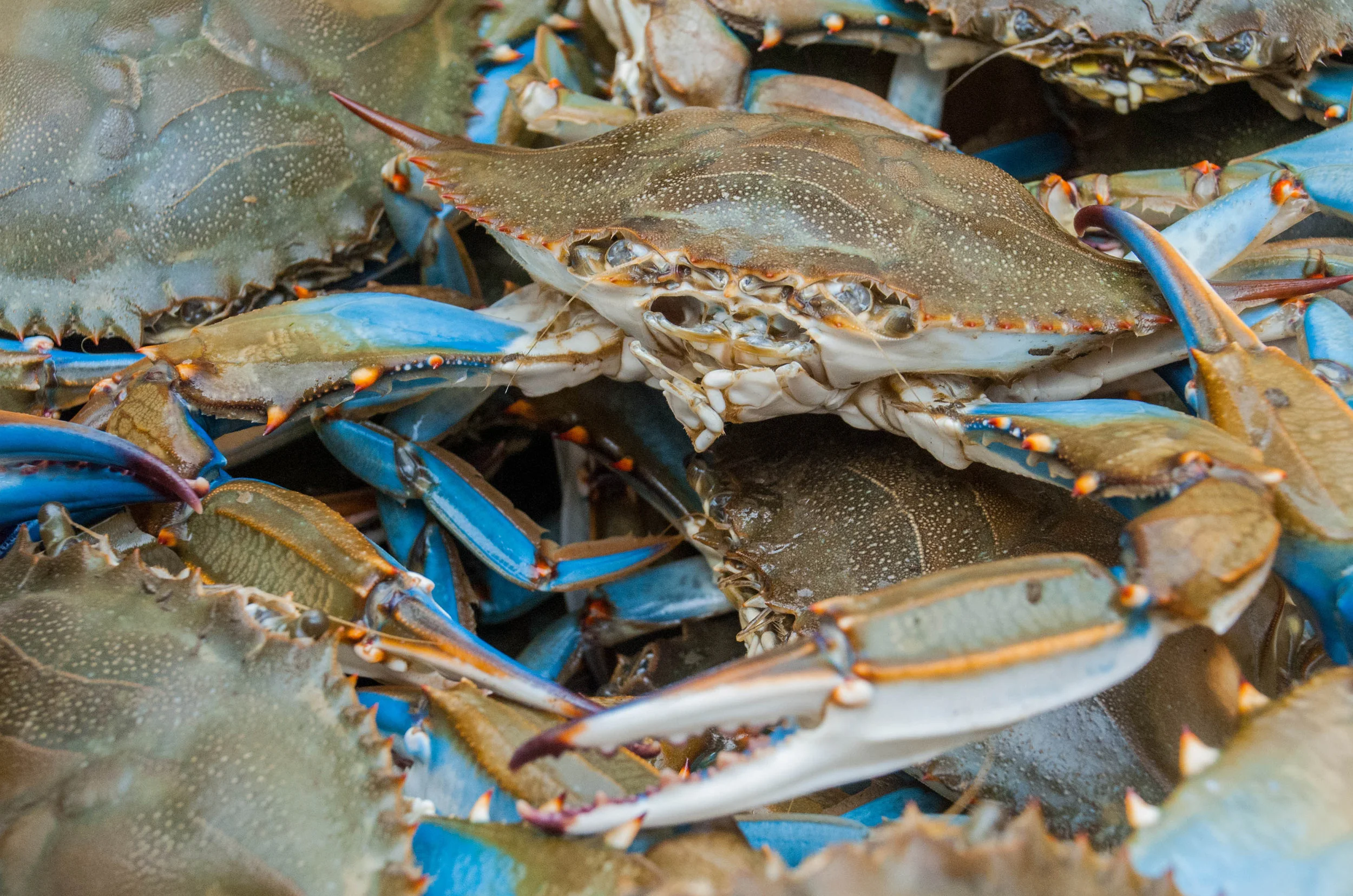 crab.jpg