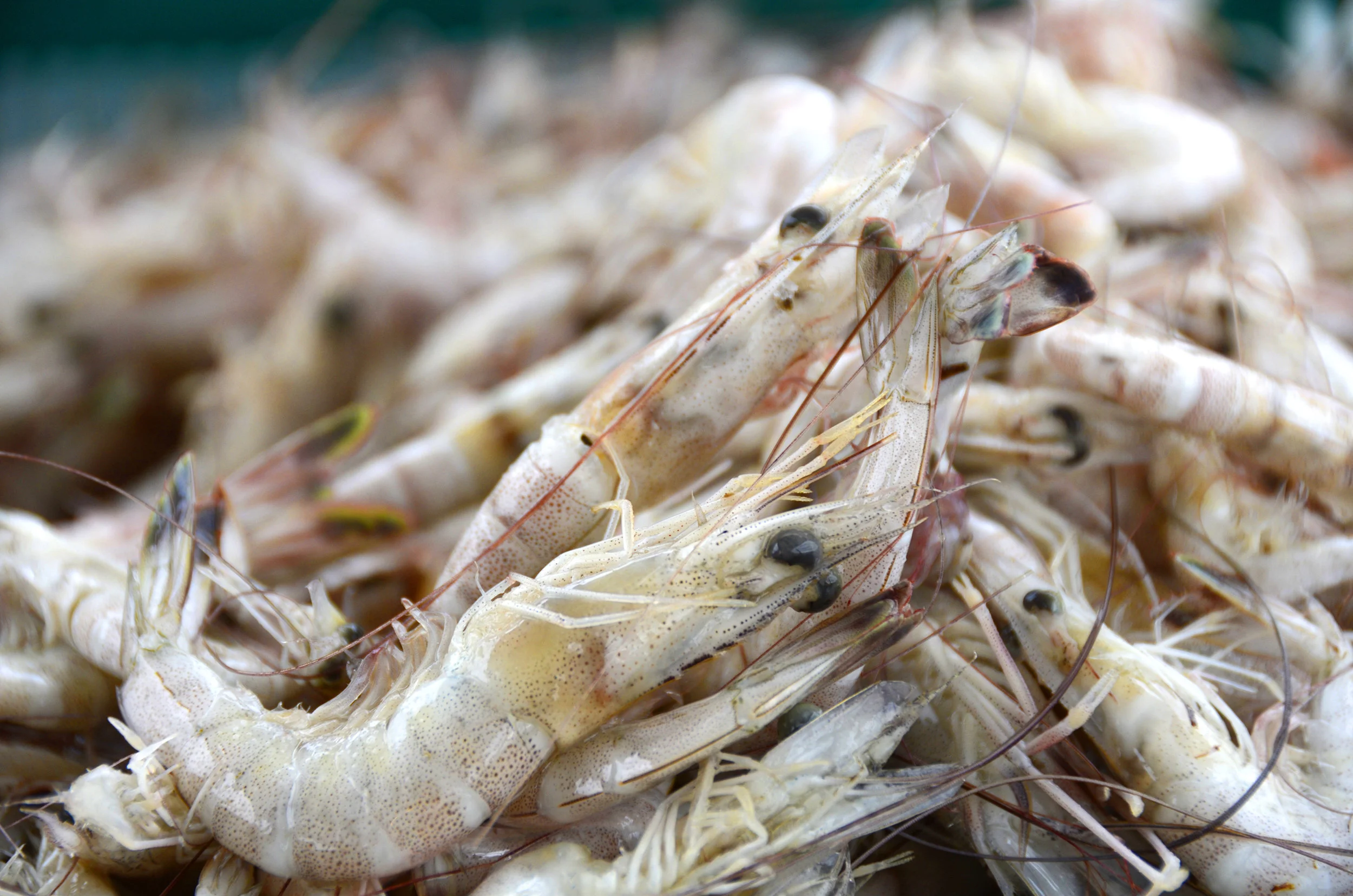 shrimp.jpg