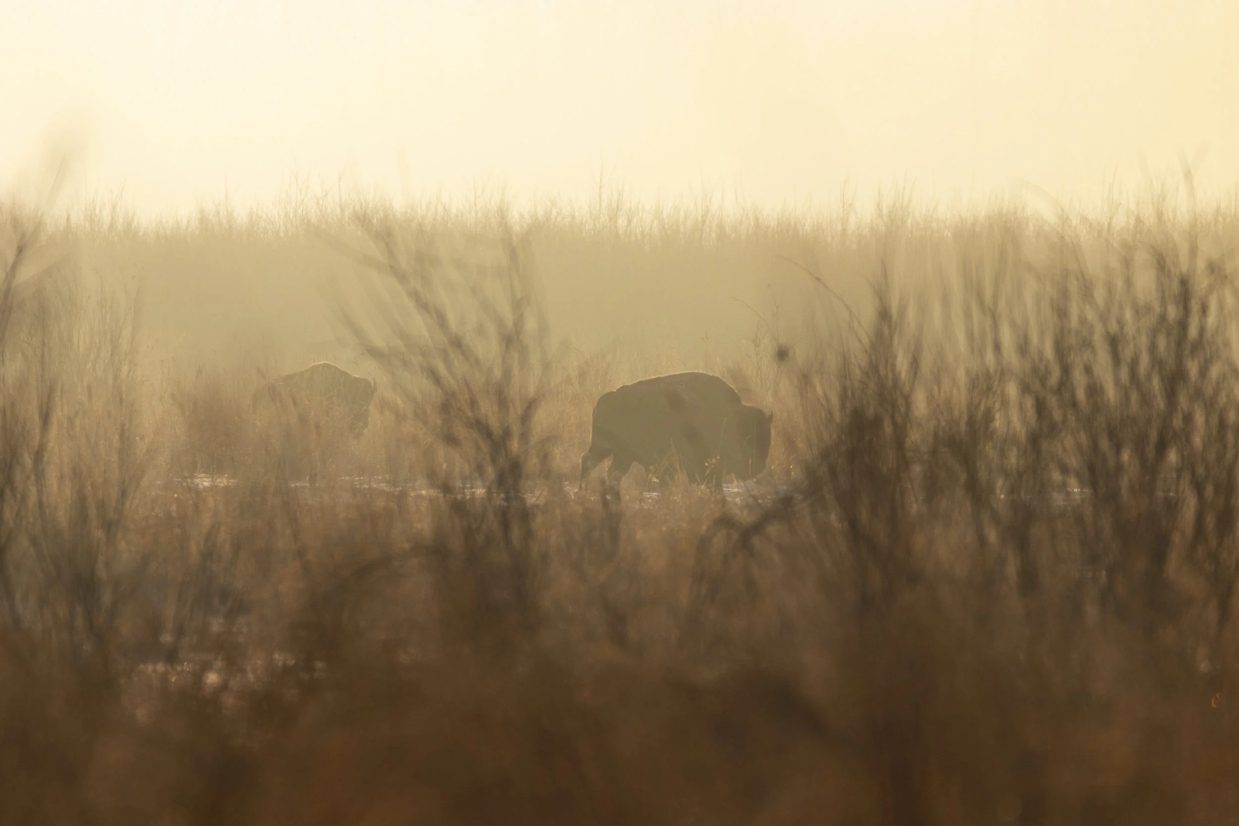 Bison in the Mist | Elk Island National Park