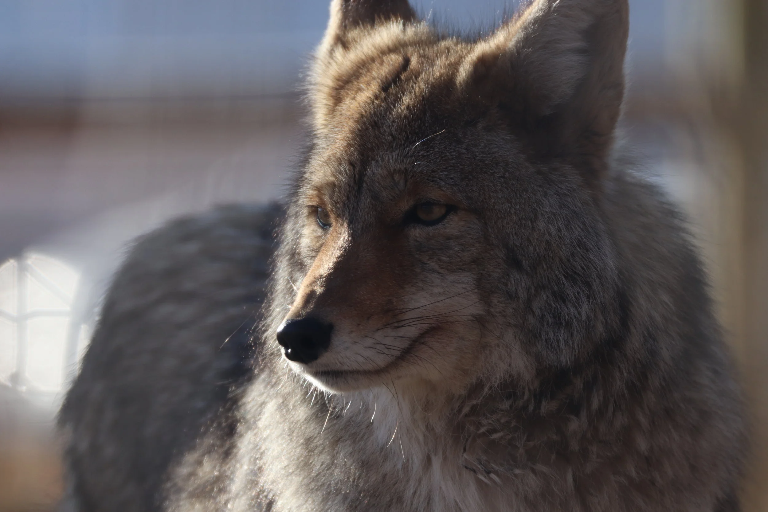 Rango | Yamnuska Wolfdog Sanctuary