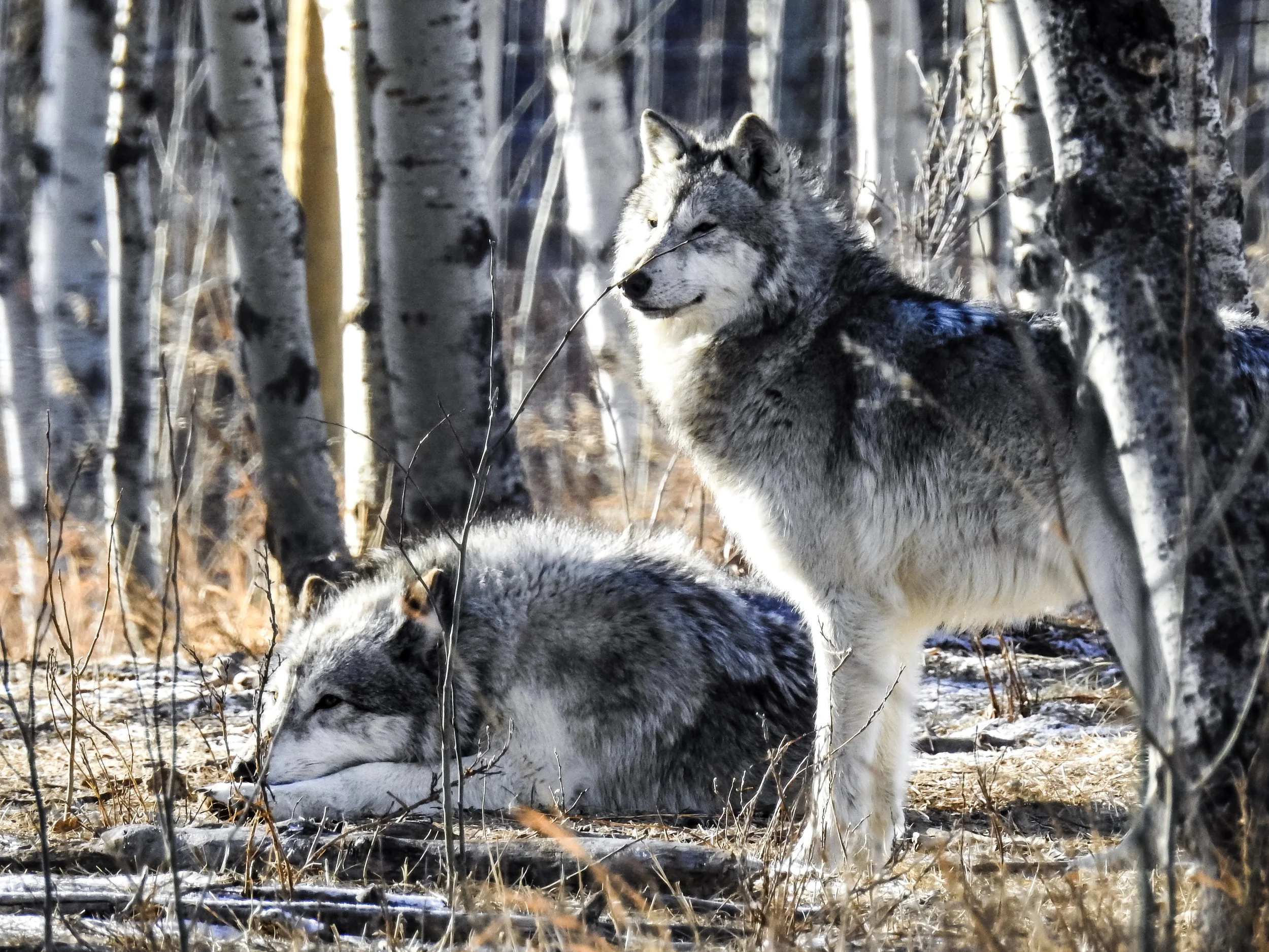 On watch | Yamnuska Wolfdog Sanctuary