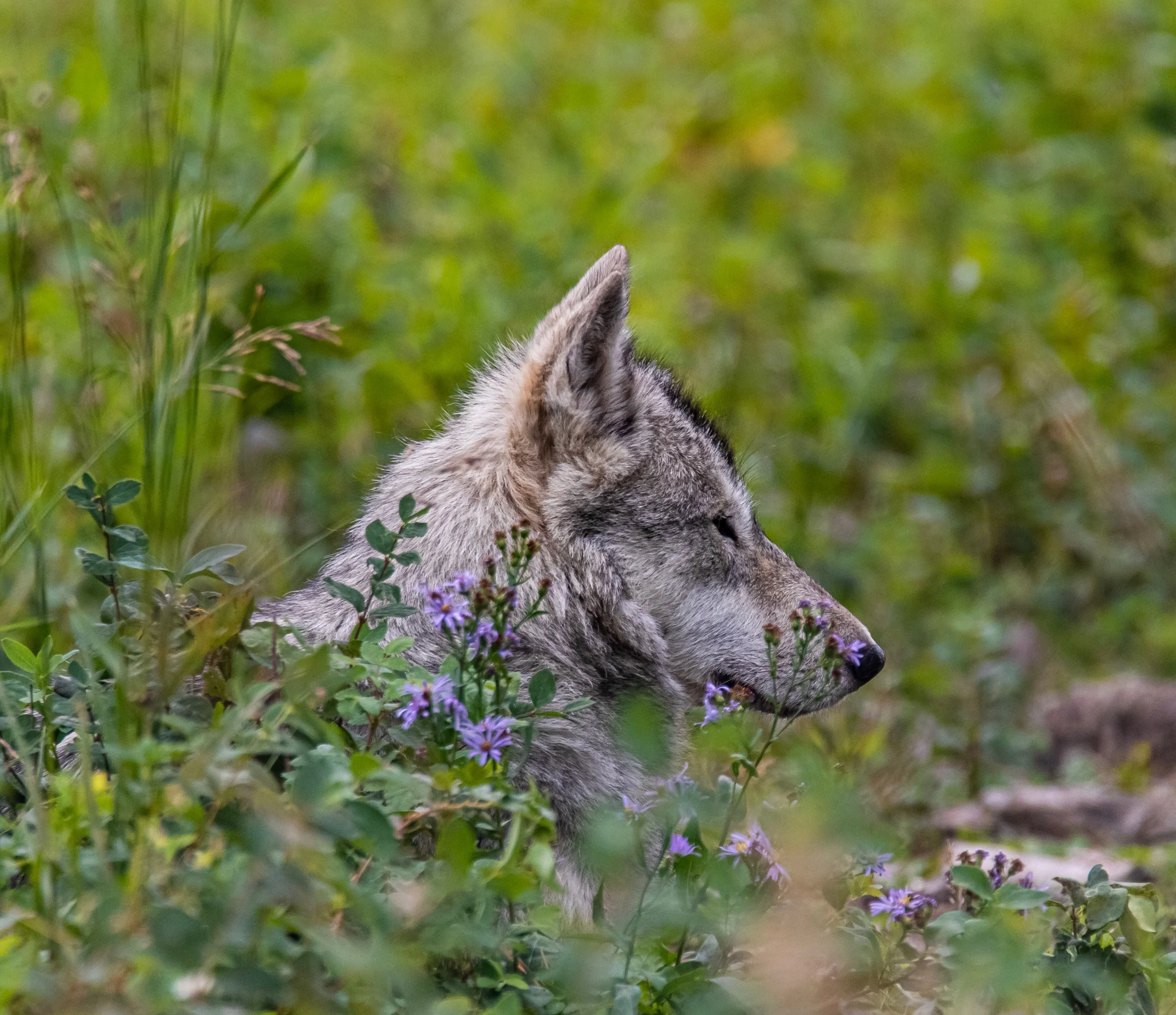Silent Vigil | Yamnuska Wolfdog Sanctuary 