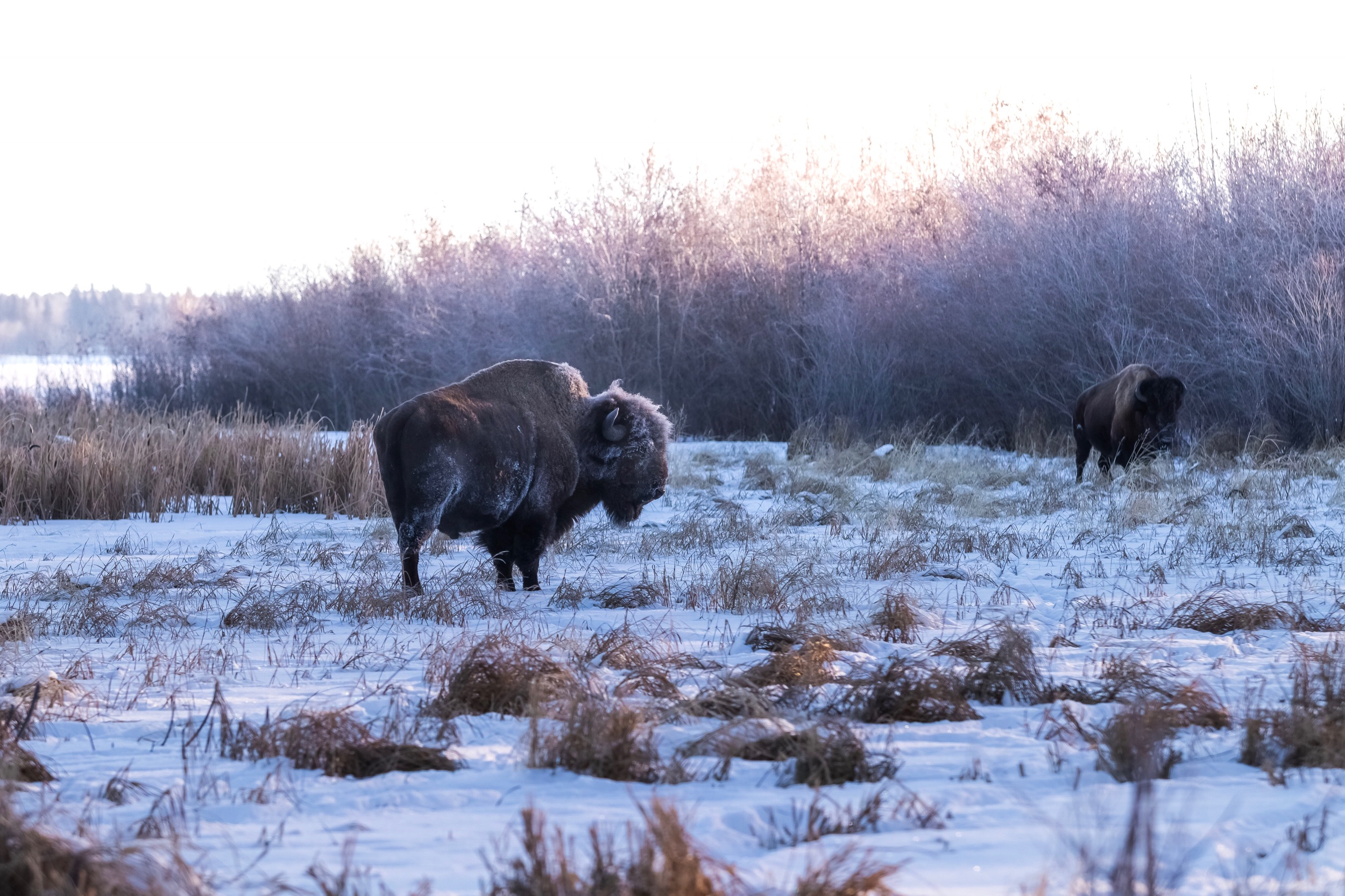 Bison in the Frost | Elk Island National Park