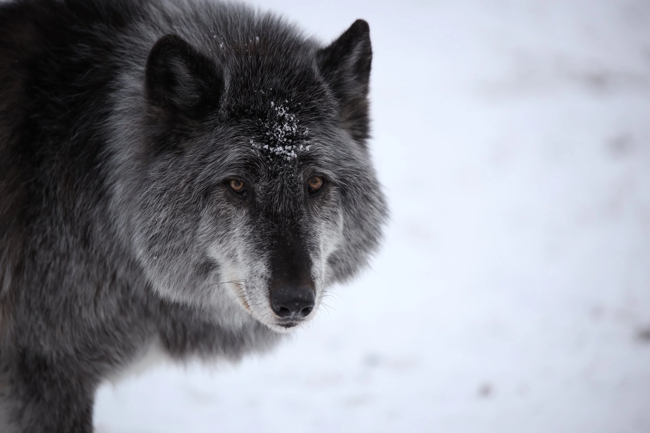Zeus | Yamnuska Wolfdog Sanctary