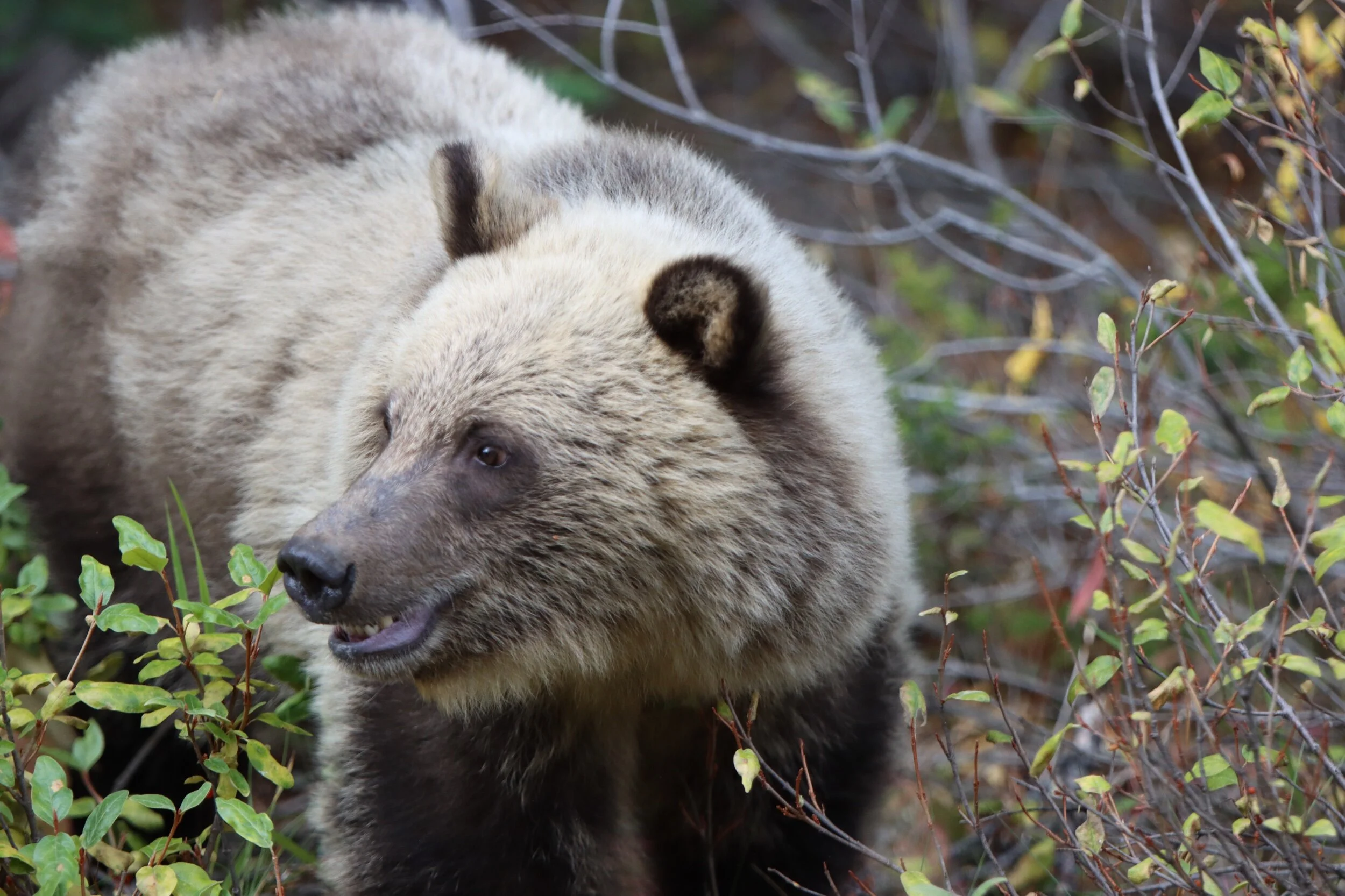 Young Grizz | Kananaskis Country