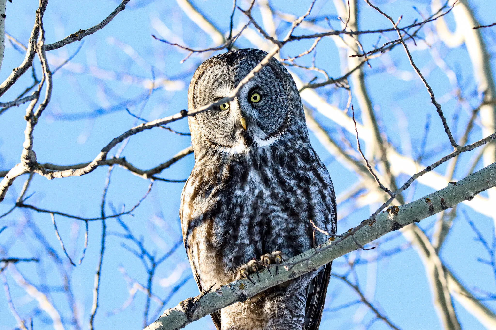 Great Grey Owl | Elk Island National Park