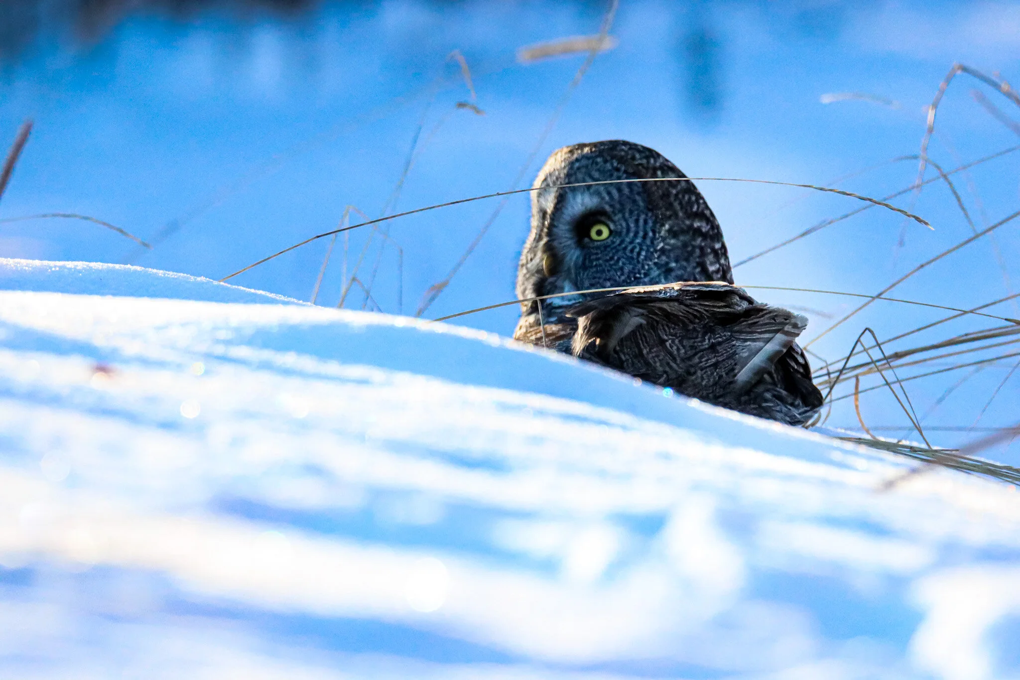 Winter Hunter | Elk Island National Park