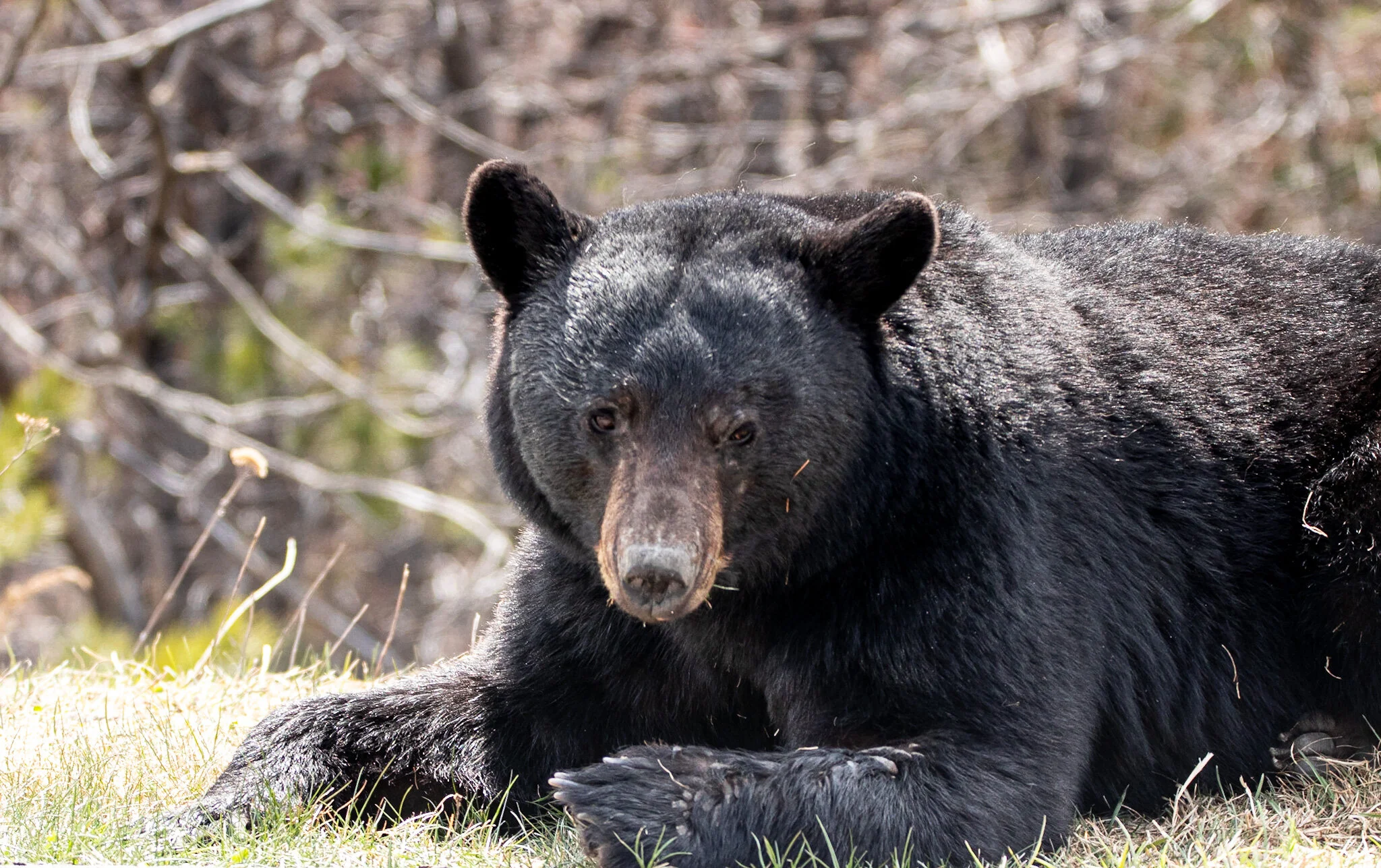 Spring Black Bear | Jasper National Park