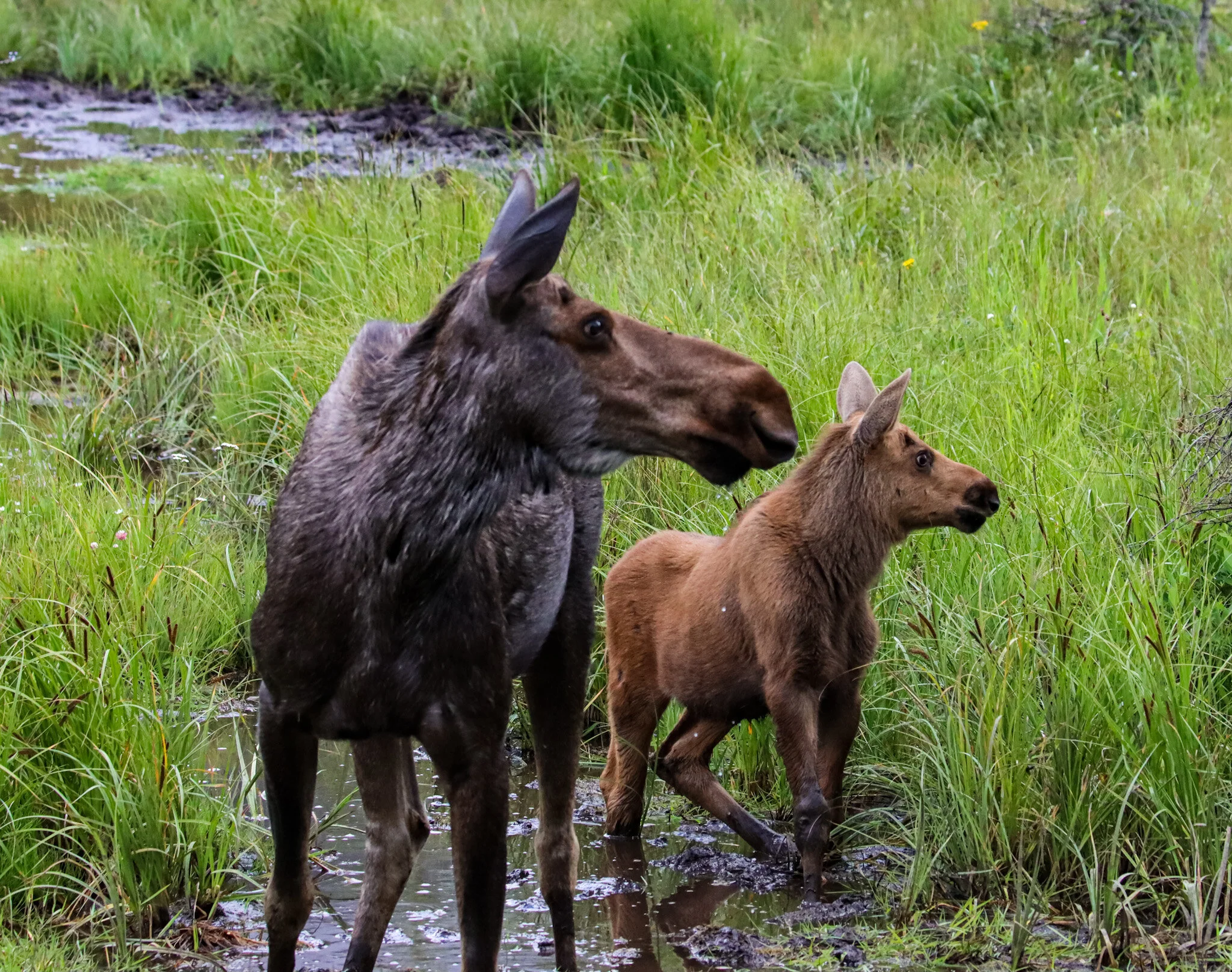 Family | Kananaskis Country