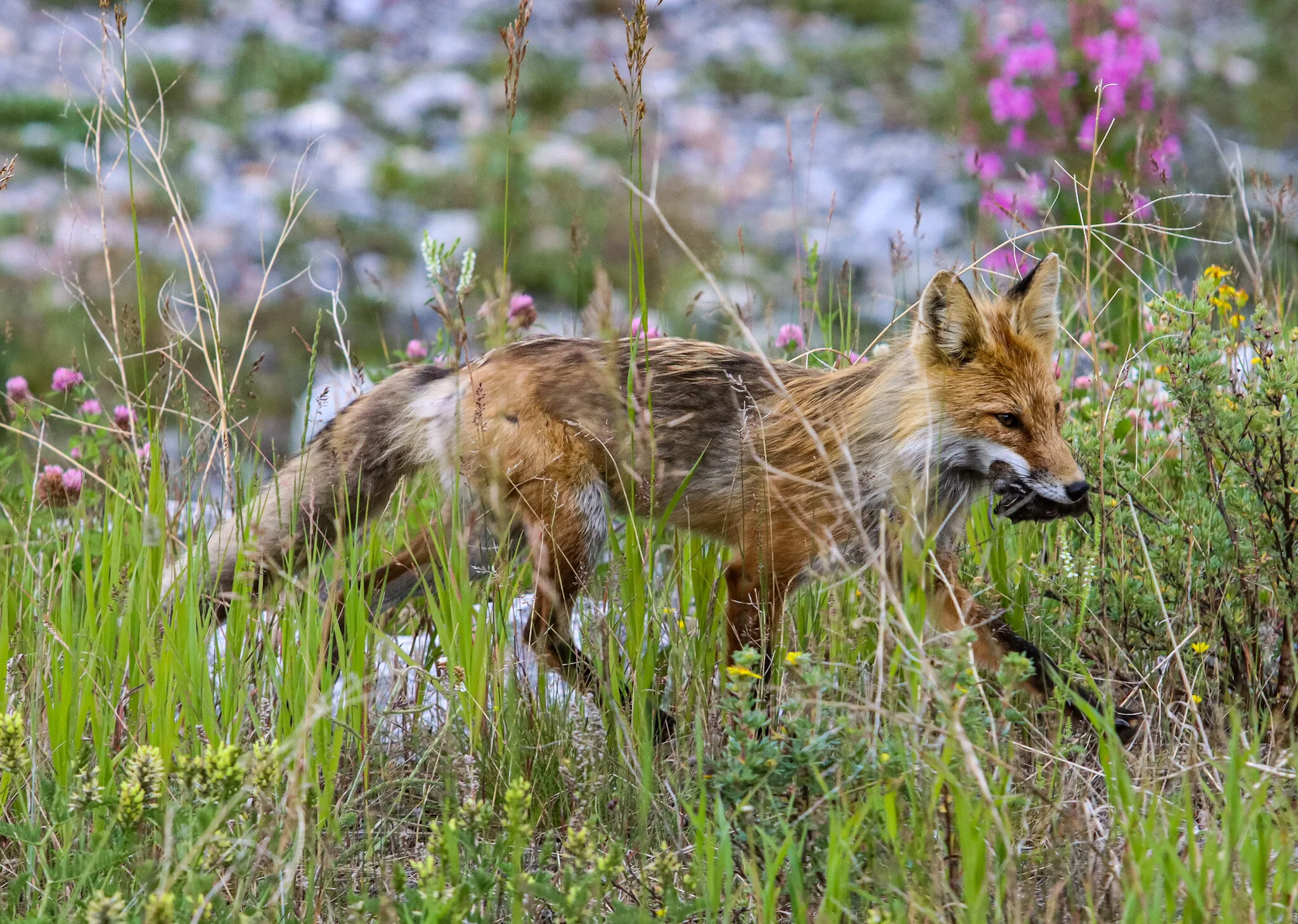 Bringing Home Breakfast | Kananaskis Country
