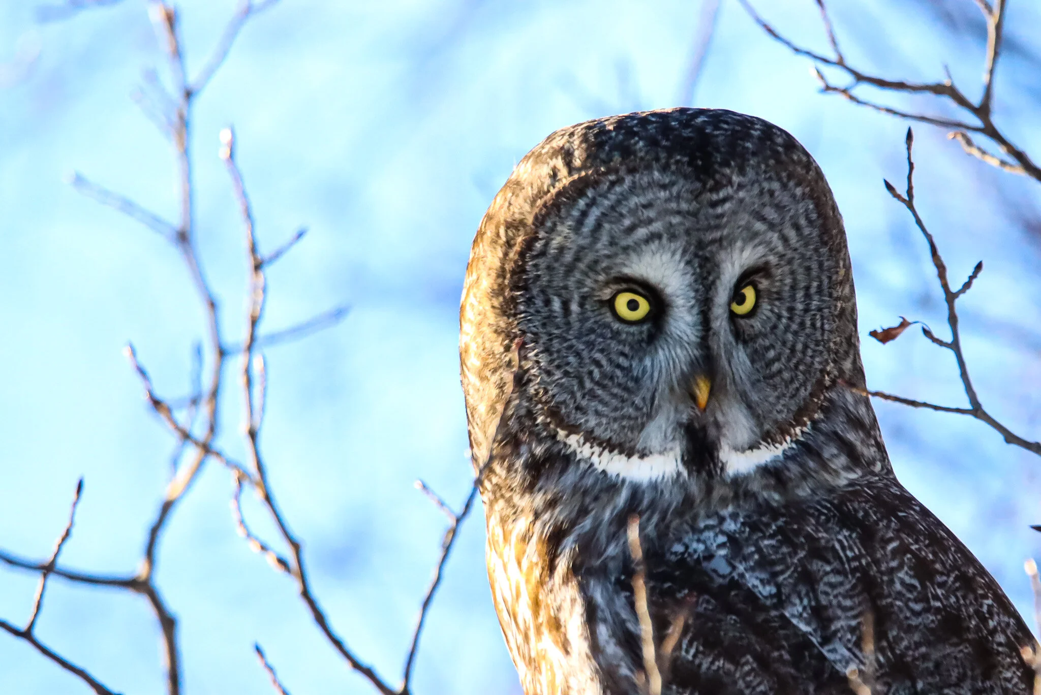 Piercing Gaze | Elk Island National Park