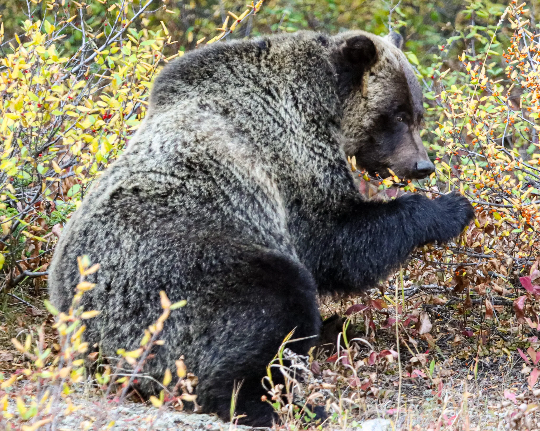 Papa Bear | Kananaski Country