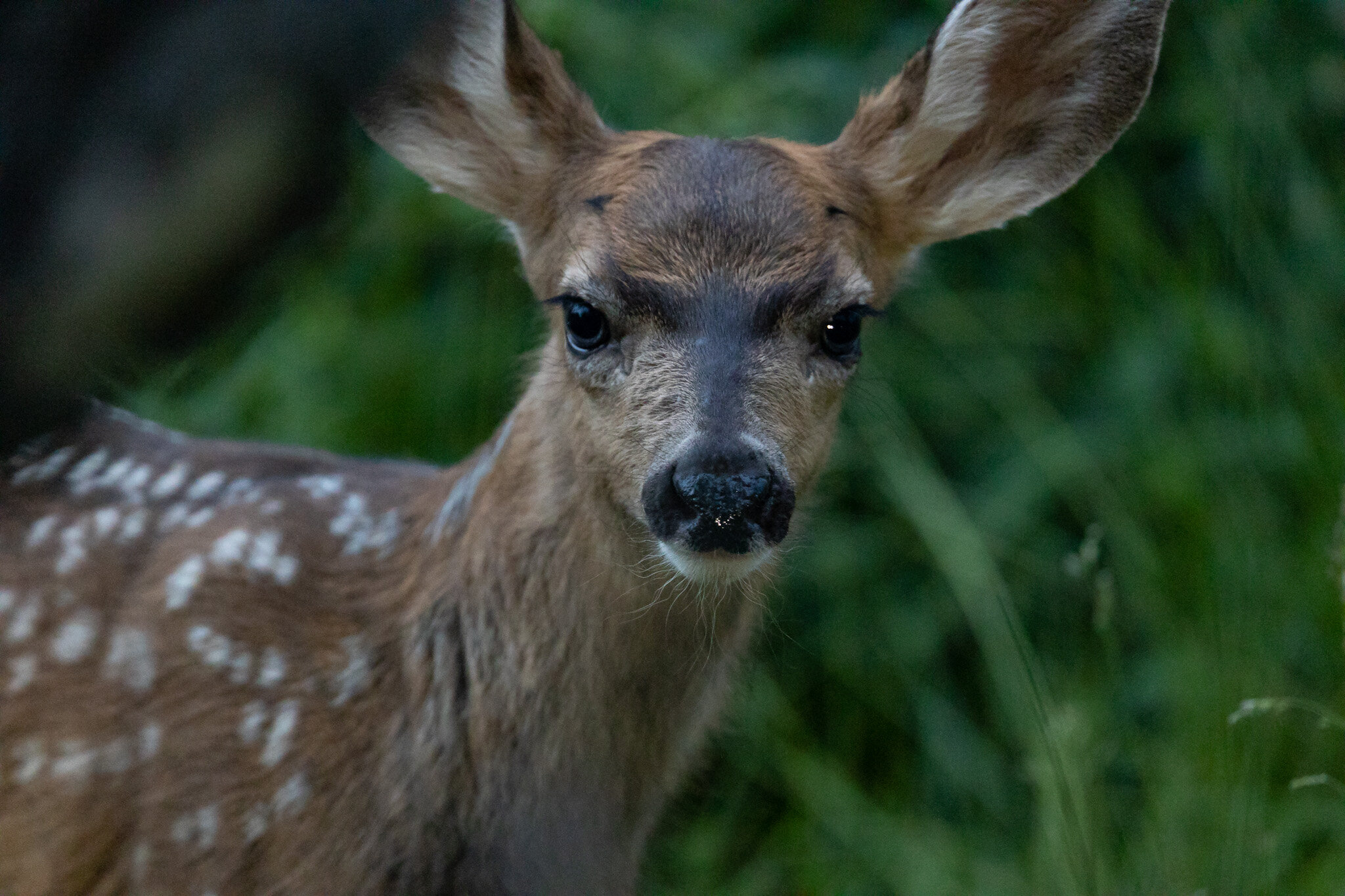 Serious | Wateton Lakes National Park