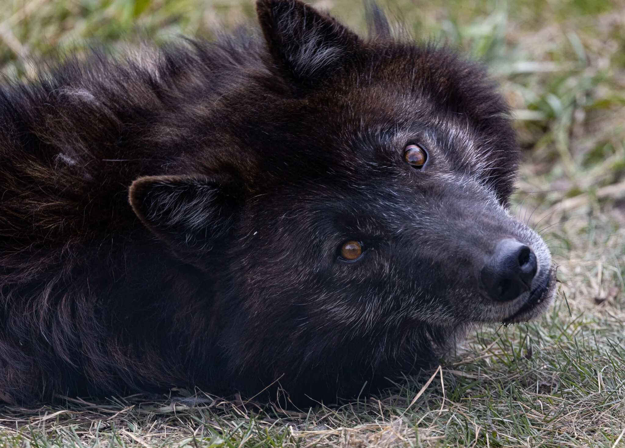 Enzo the Wolfdog | Yamnuska Wolfdog Sanctuary