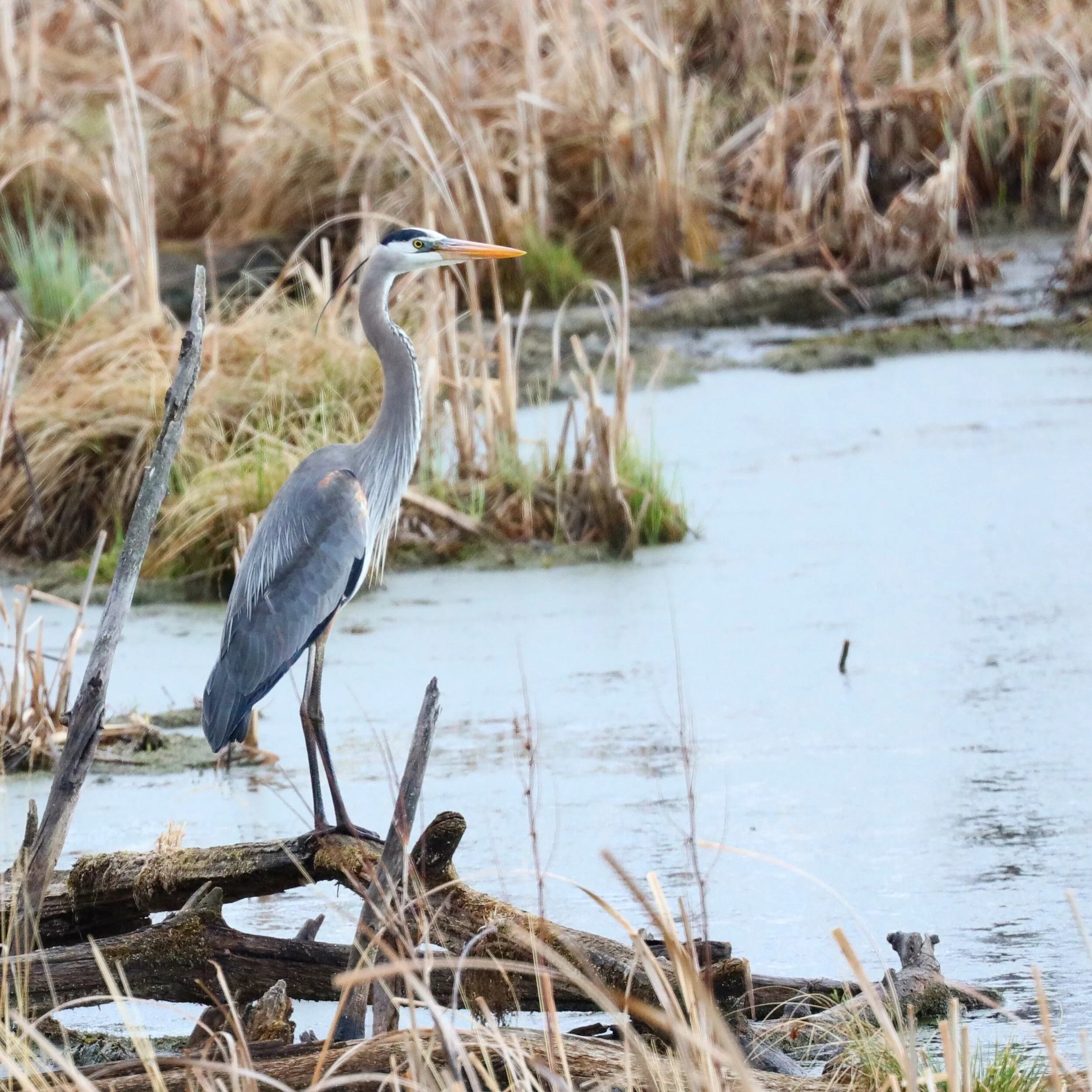 Majestic Blue Heron | Elk Island National Park 