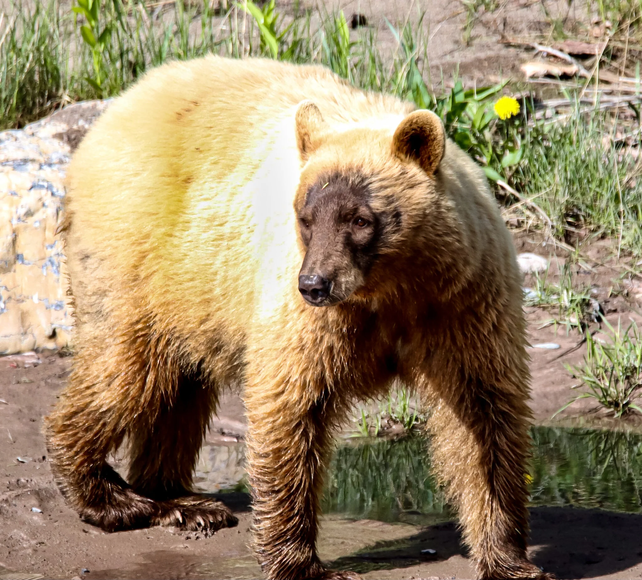 Blonde Bear | Waterton National Park