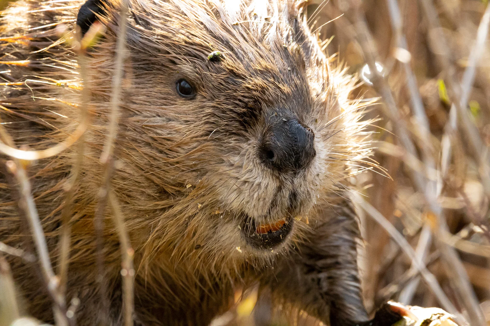 Smiling Beaver | Elk Island National Park
