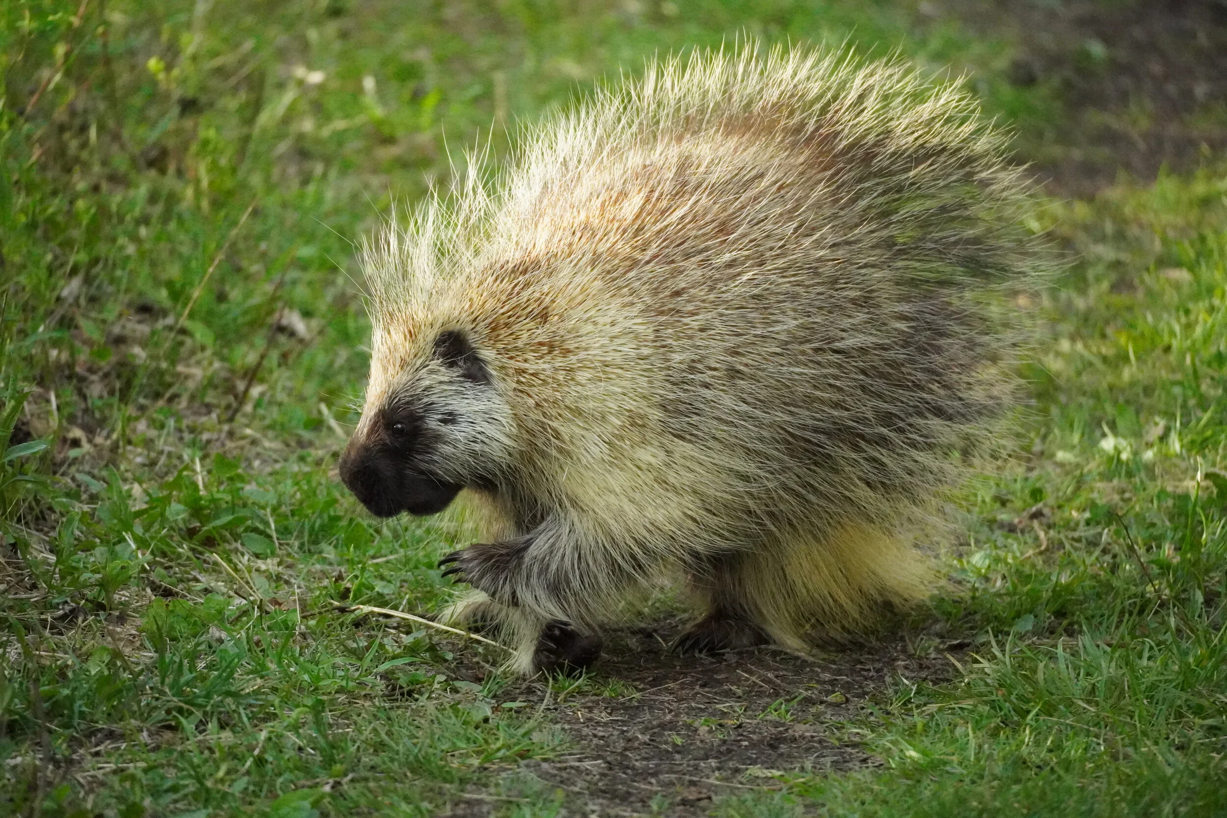Blonde Porcupine | Elk Island National Park