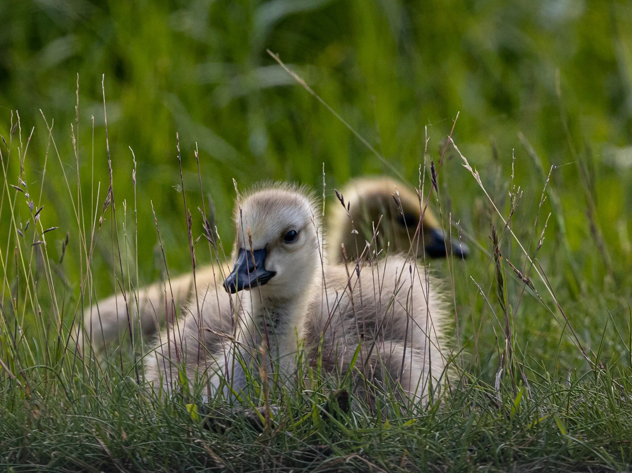 Resting in the Grass | Elk Island National Park