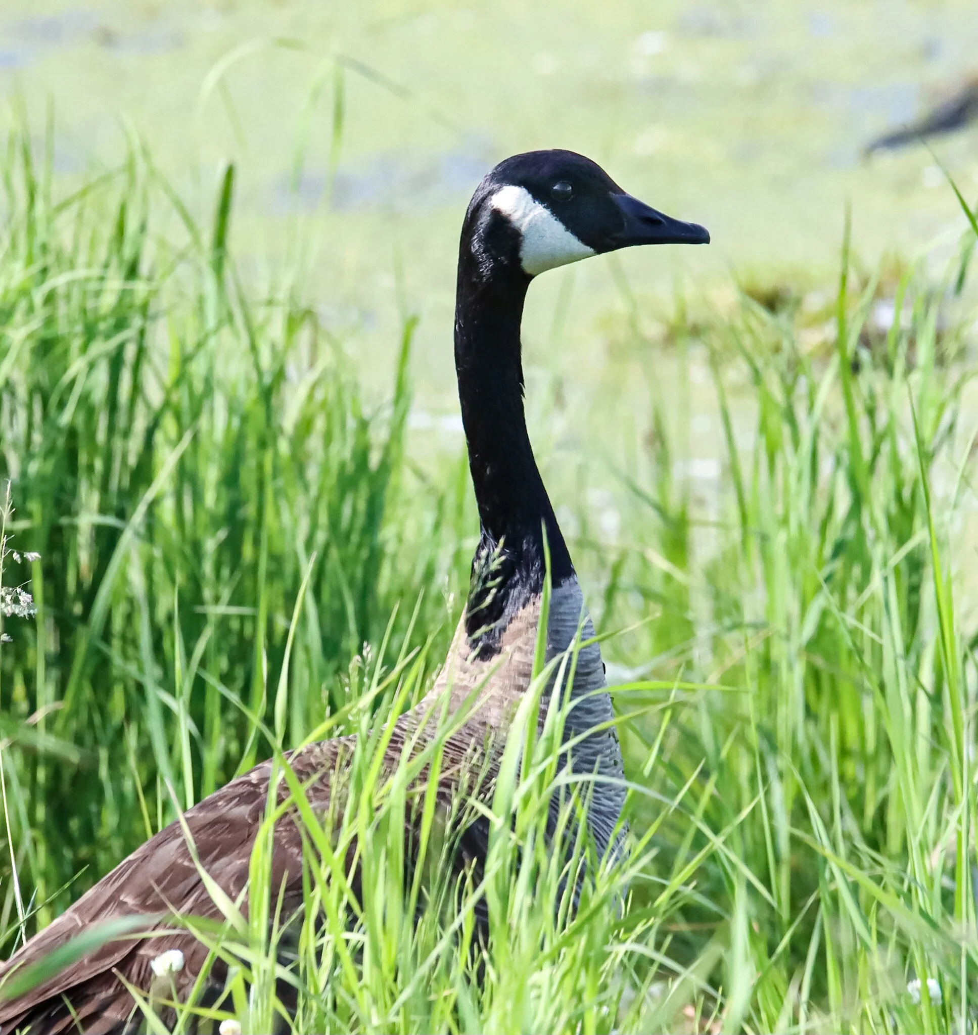 Watchful Papa | Elk Island National Park