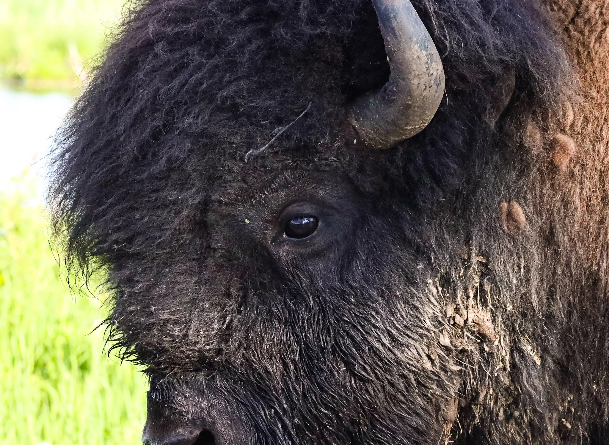 Up Close | Elk Island National Park
