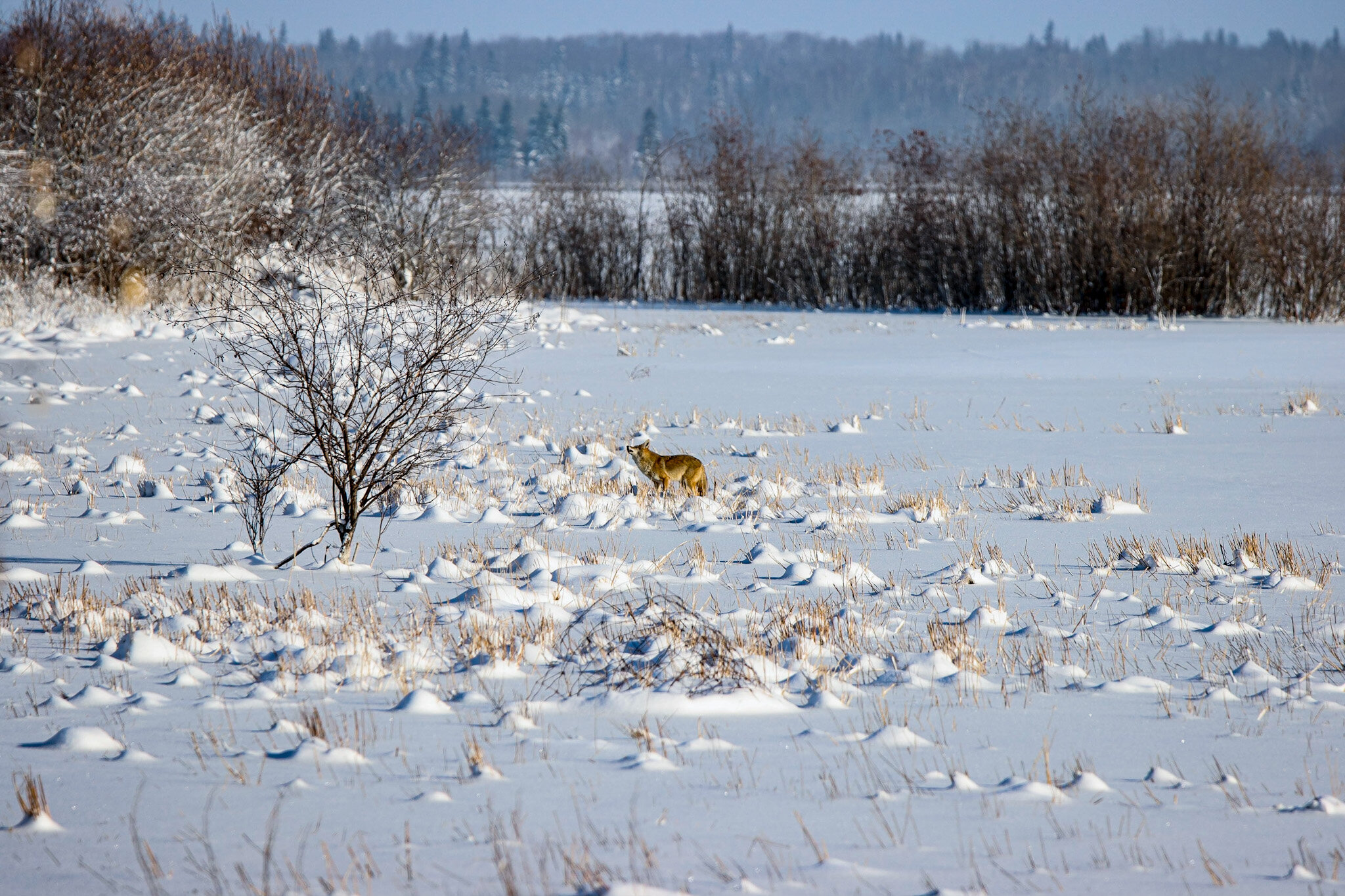 Lone Coyote | Elk Island National Park 