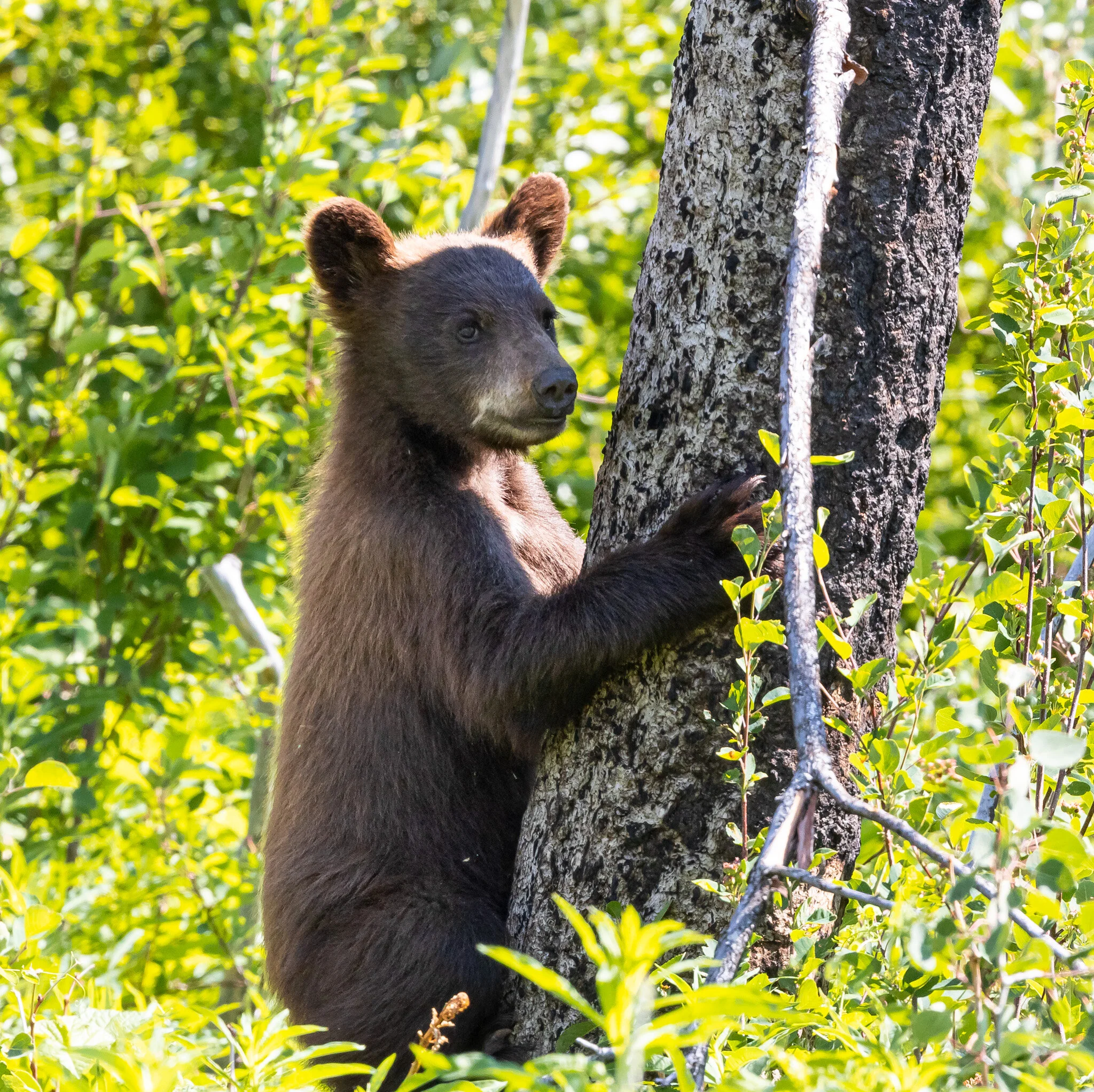 Tree Hugger | Waterton Lakes National Park