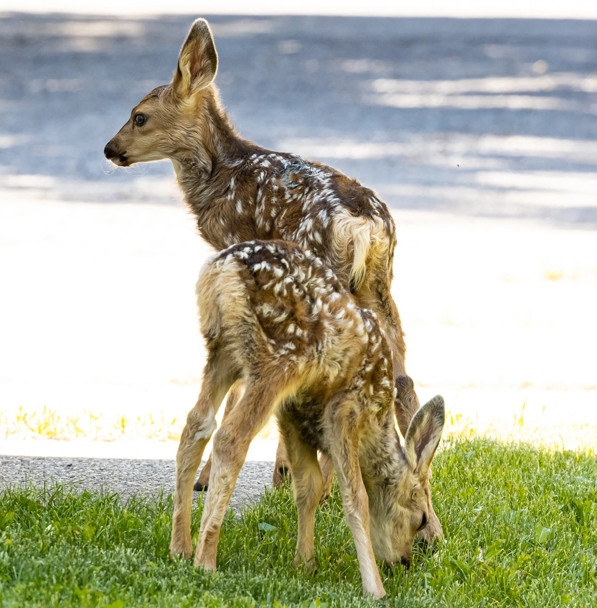About Town | Waterton Lakes National Park