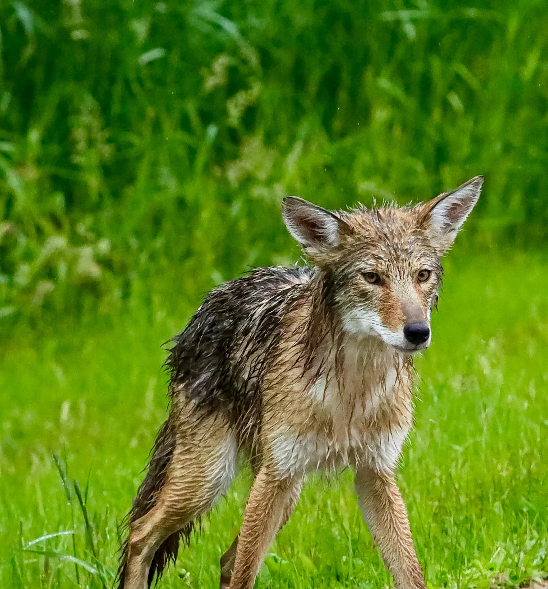 Bad Hair Day | Elk Island National Park