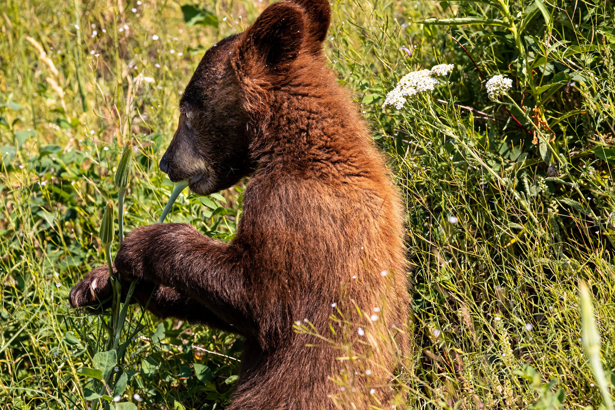 Eating Greens | Waterton Lakes National Park