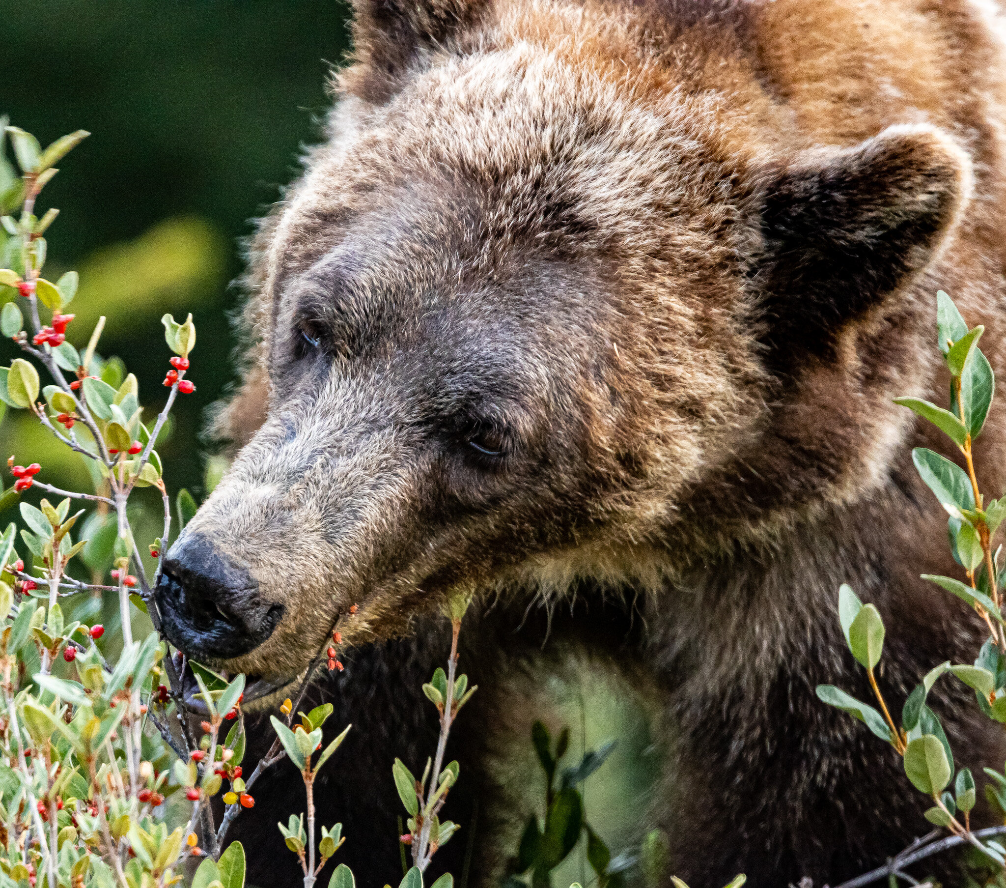 Early Riser | Kananaskis Country