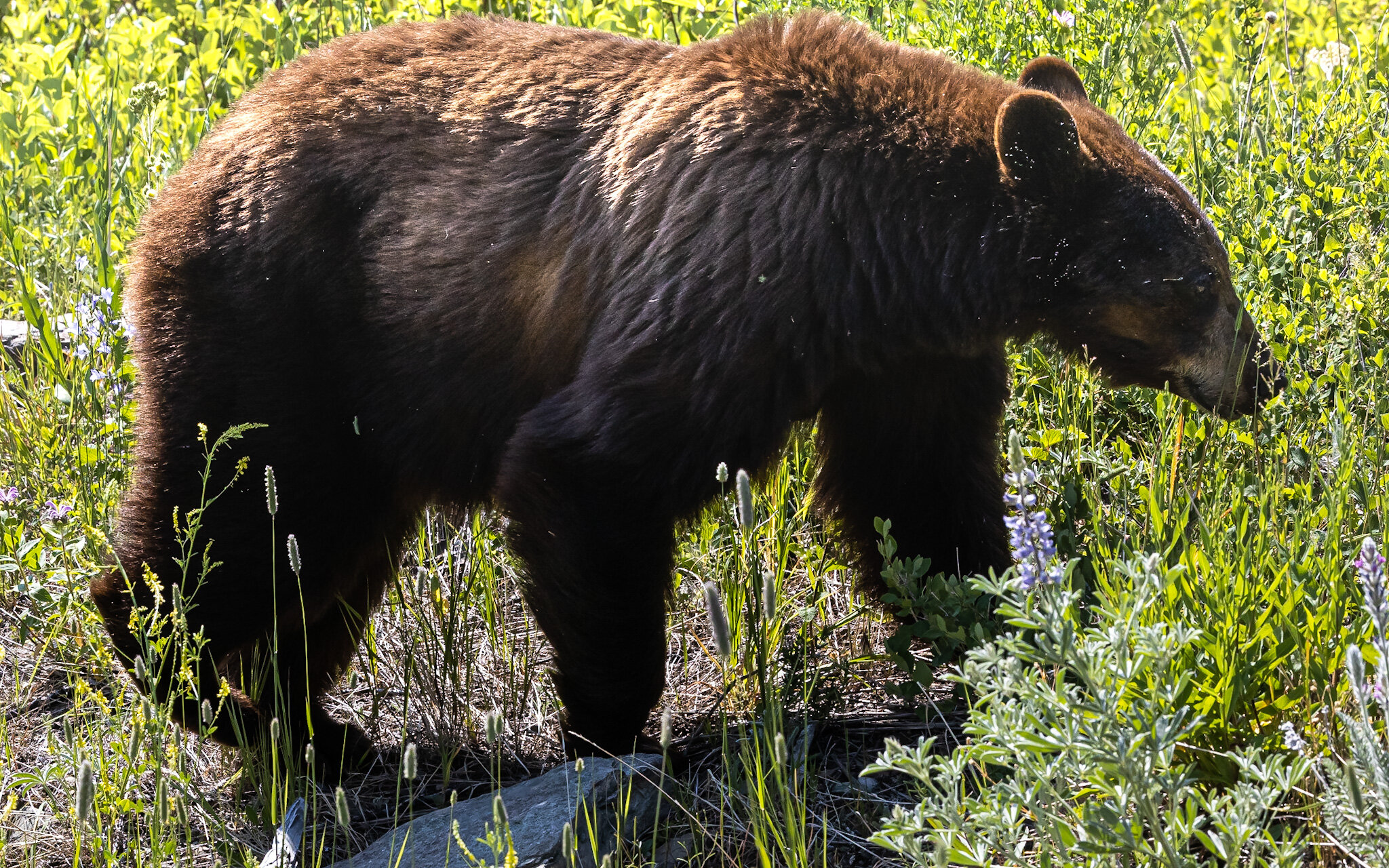 Mamma Bear | Waterton Lakes National Park