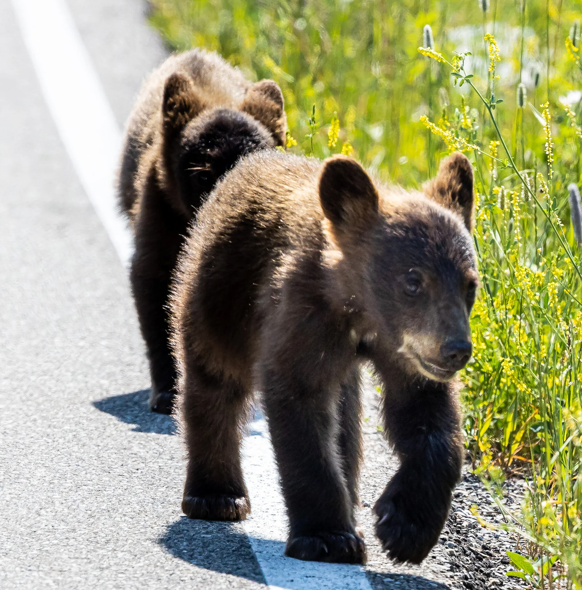 We’re Coming Mamma | Waterton Lakes National Park