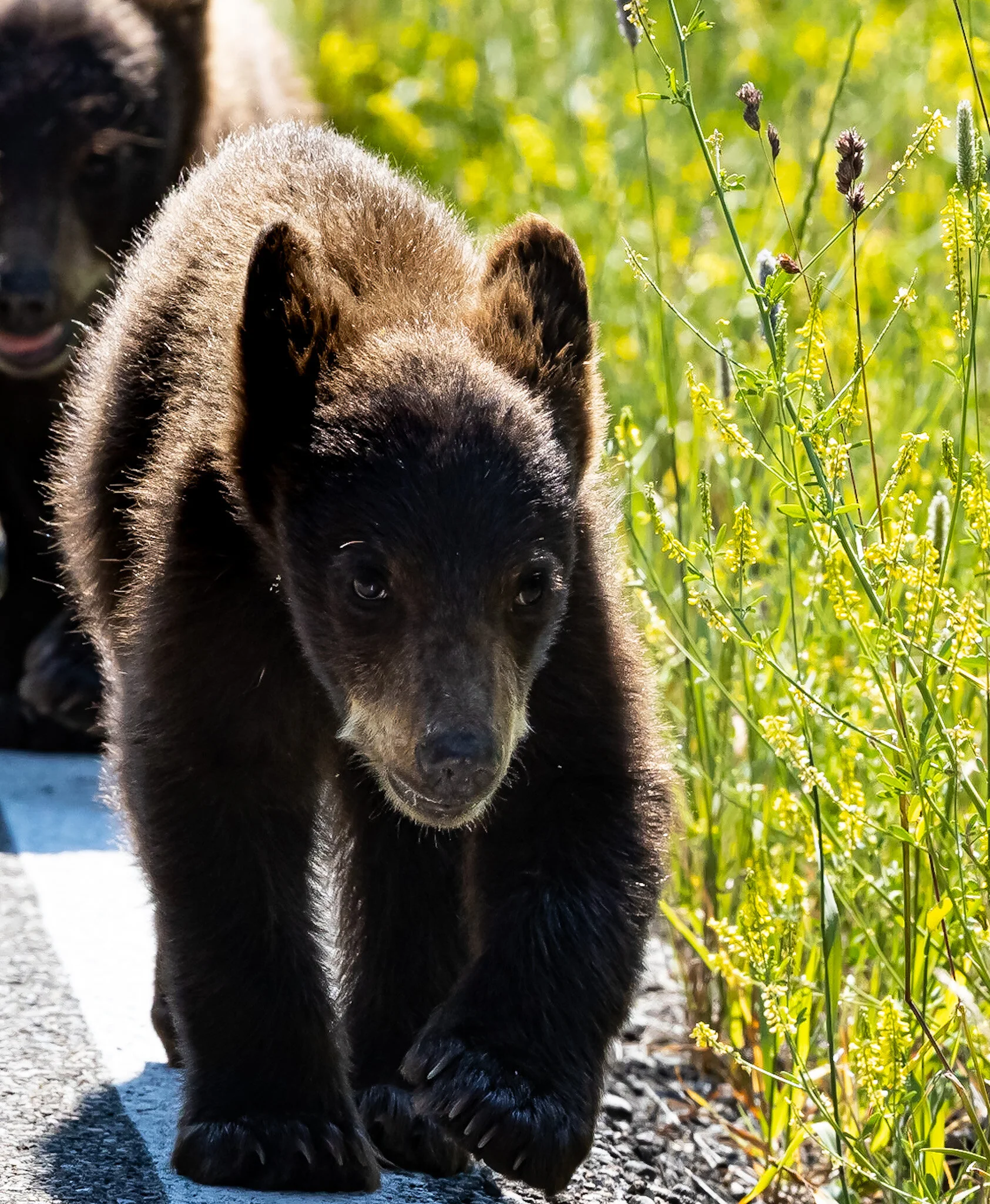 Young Cub | Banff National Park