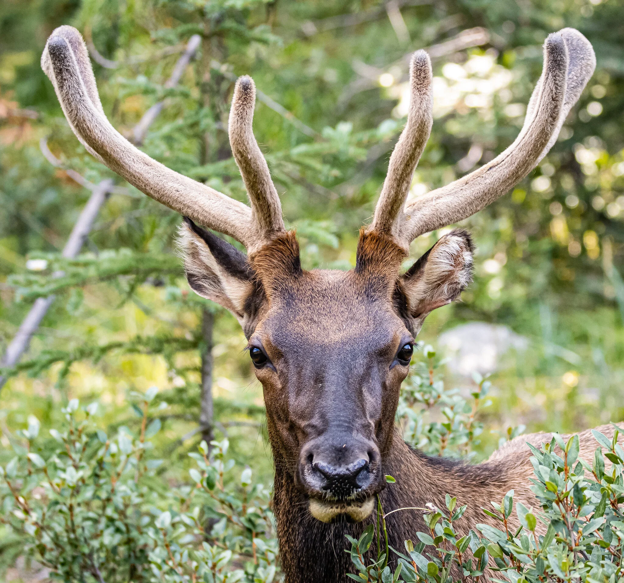 Young Buck | Banff National Park