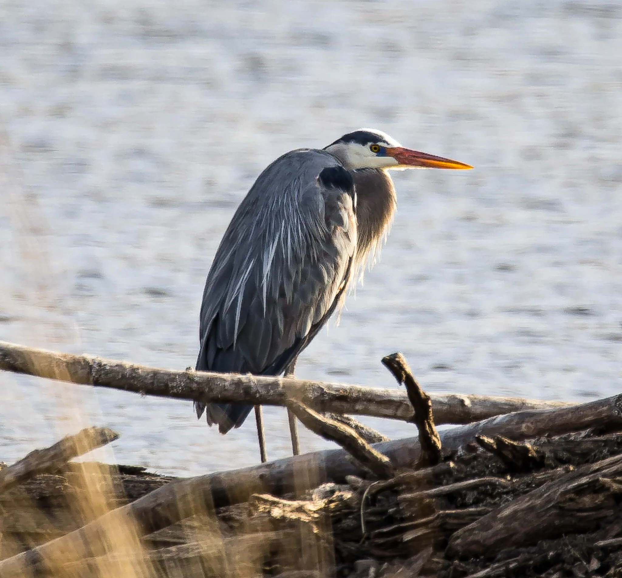 Feather Wrap | Elk Island National Park