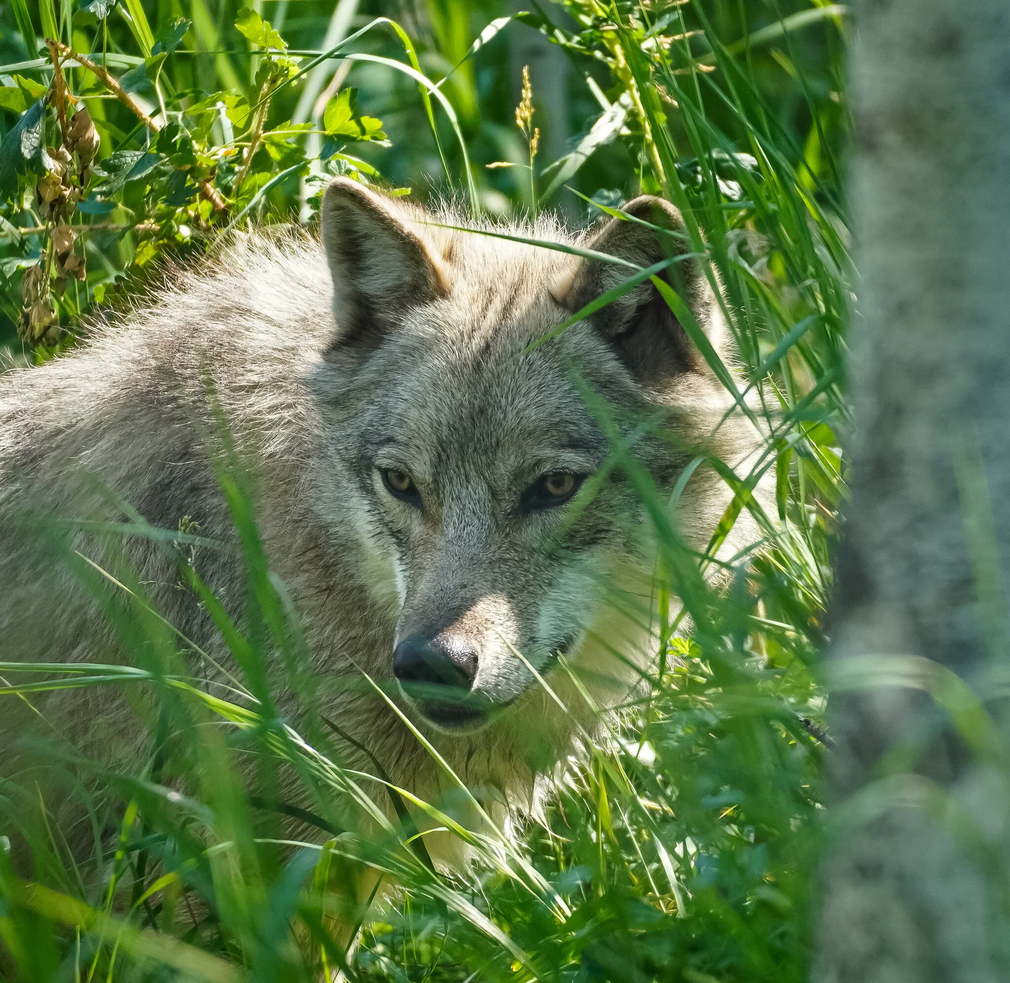 Watcher | Yamnuska Wolfdog Sanctuary 