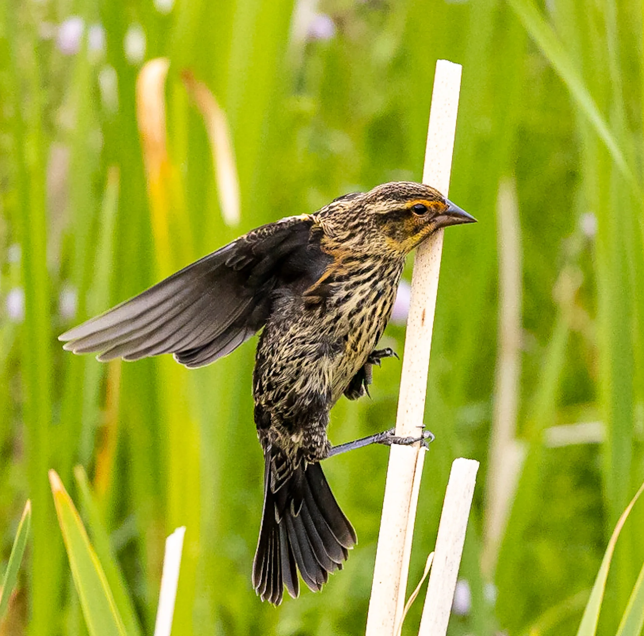 Balancing Act | Edmonton, Alberta