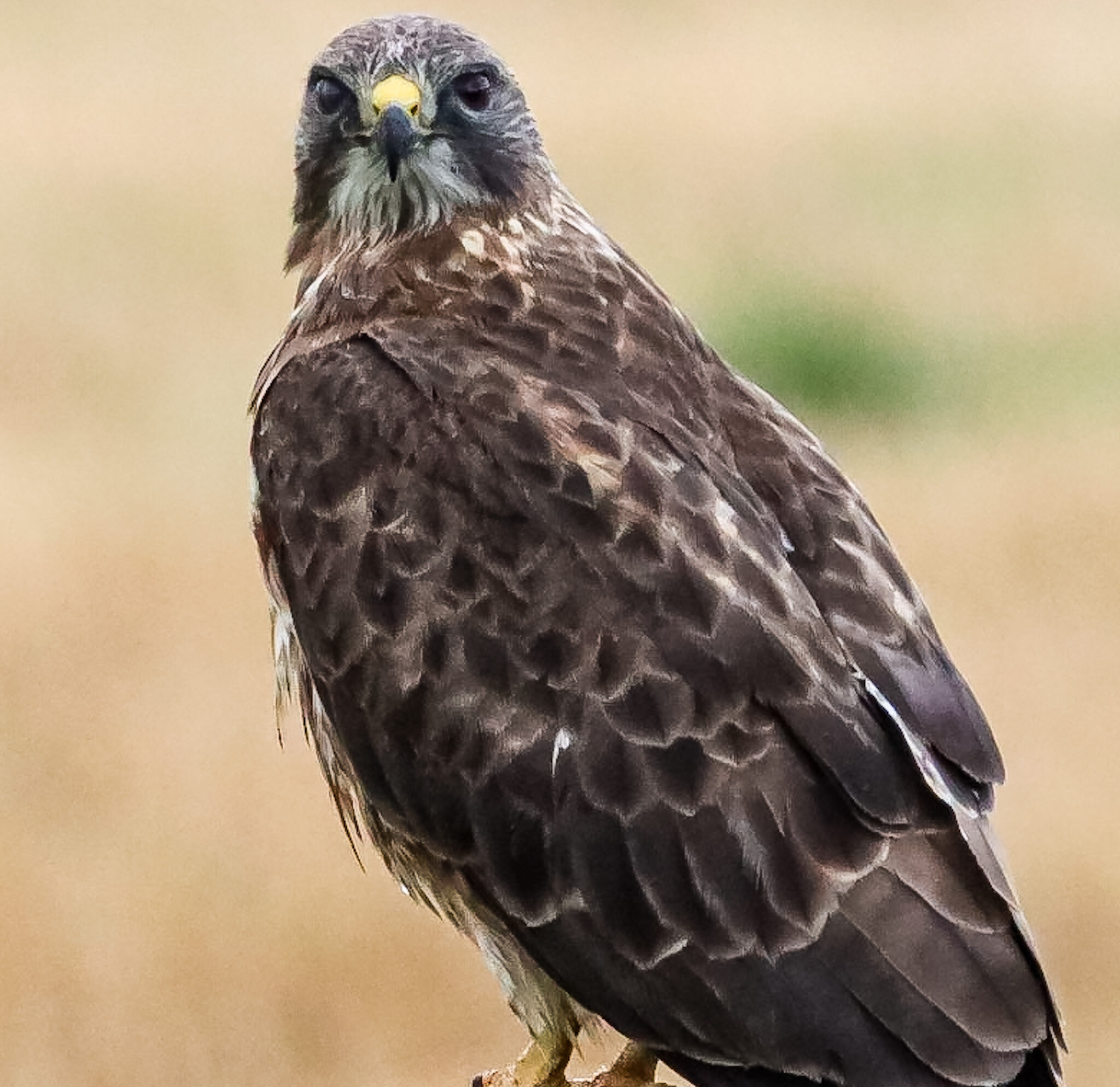 Swainson’s Hawk | Waterton