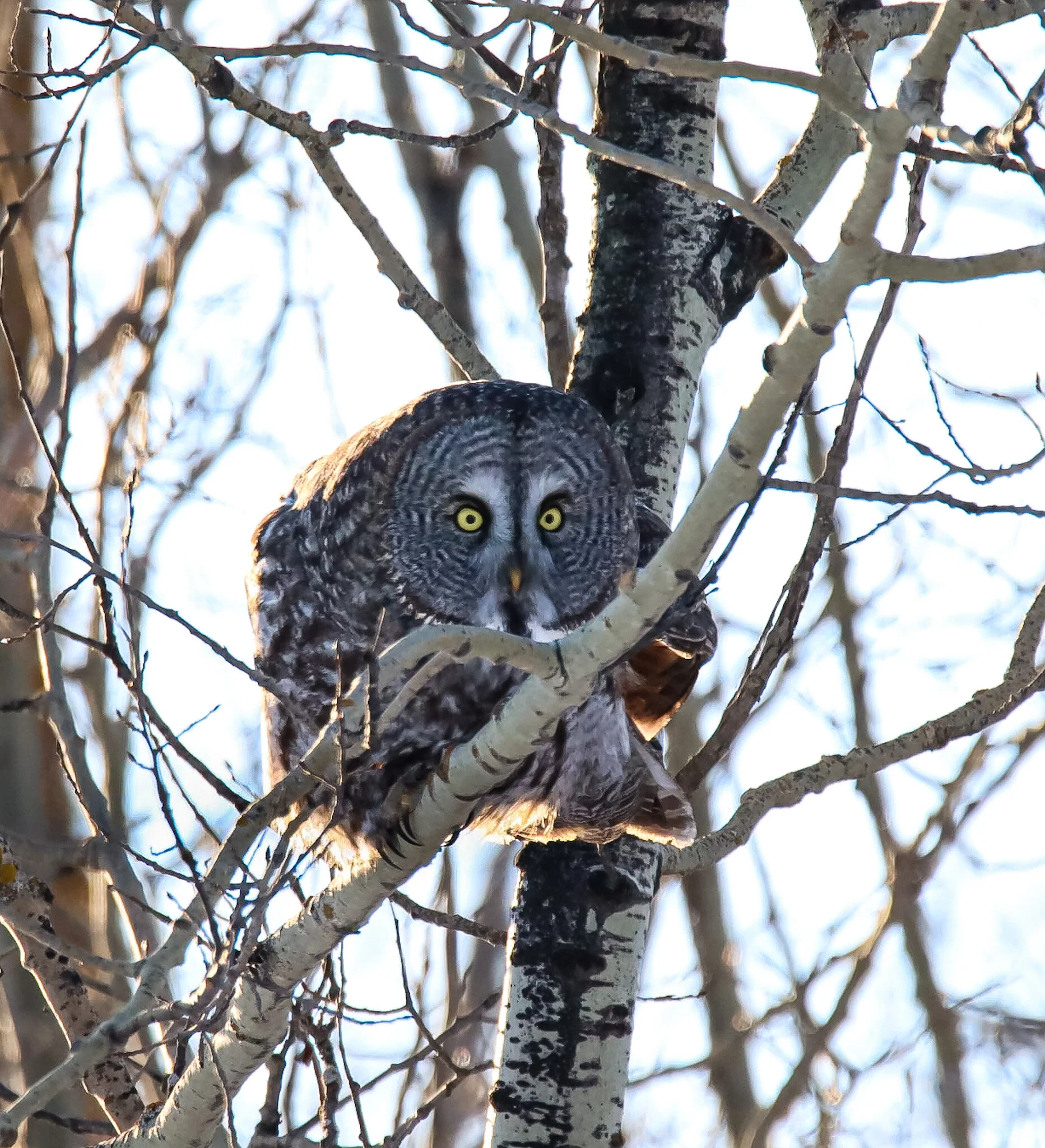 Laser Focus | Elk Island National Park
