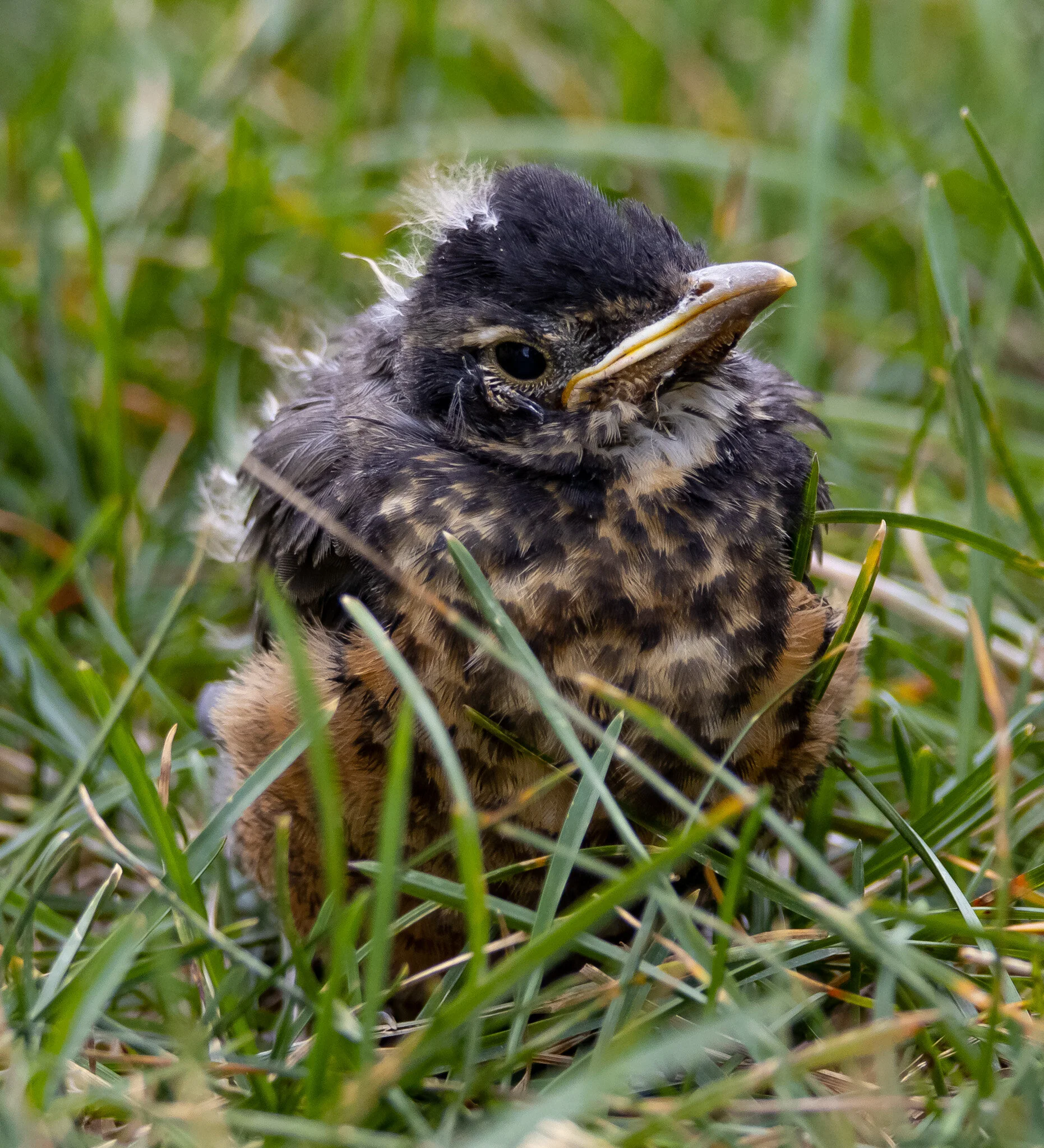 Fuzz Ball | An Edmonton, Alberta Lawn