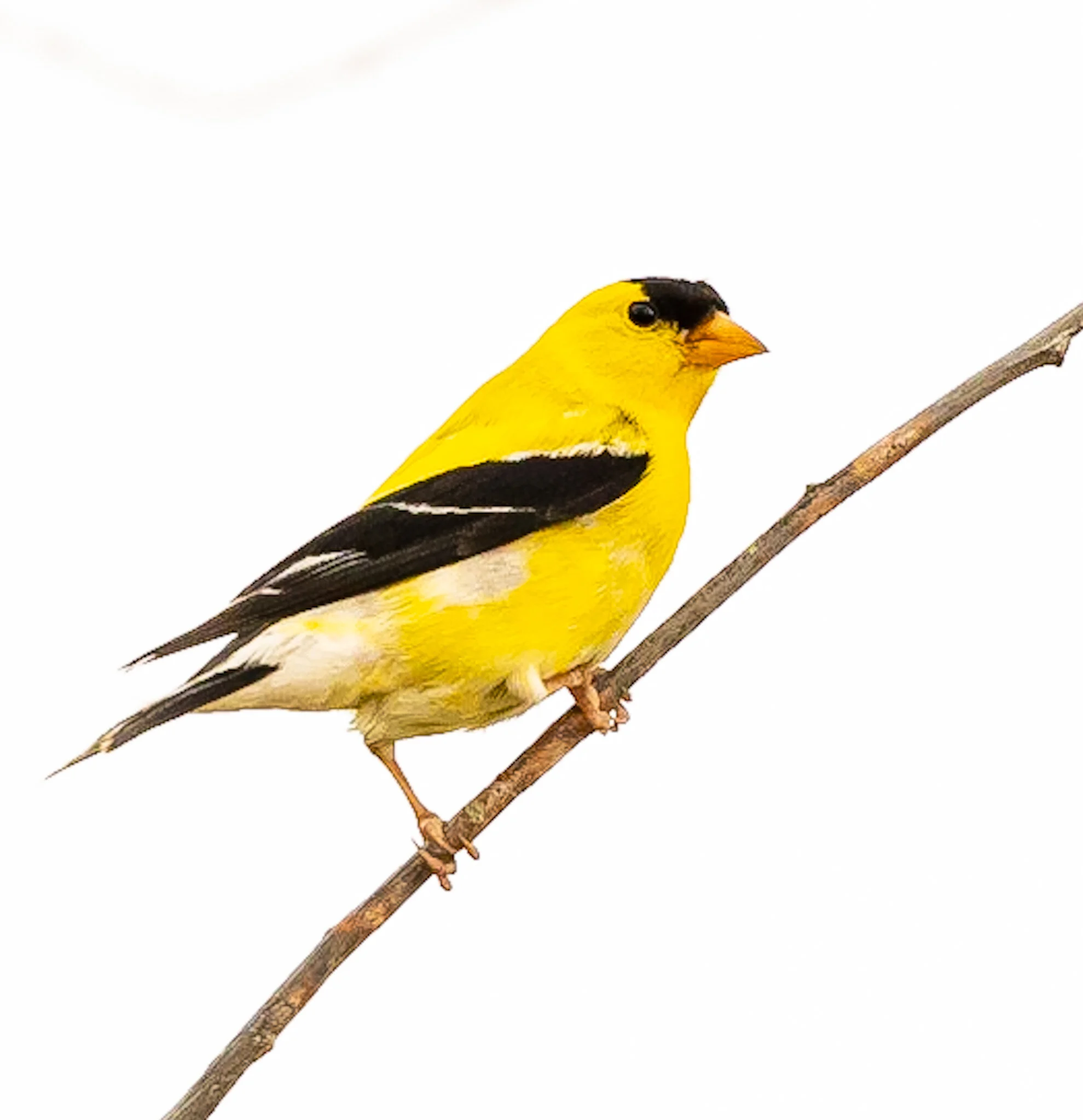  Goldfinch | South Edmonton
