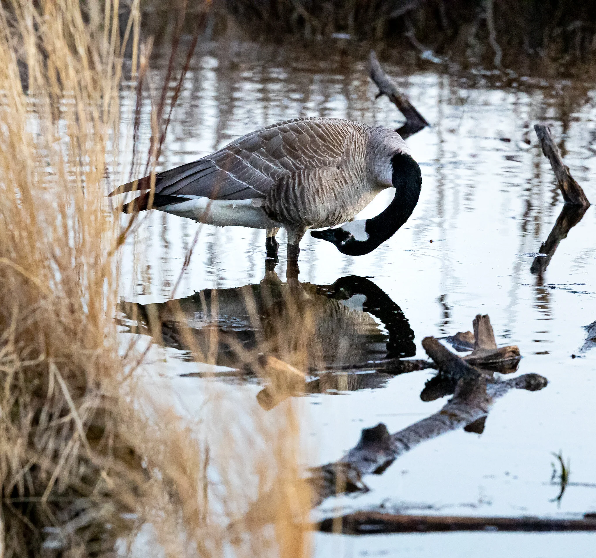 Self-Reflection | Elk Island National Park